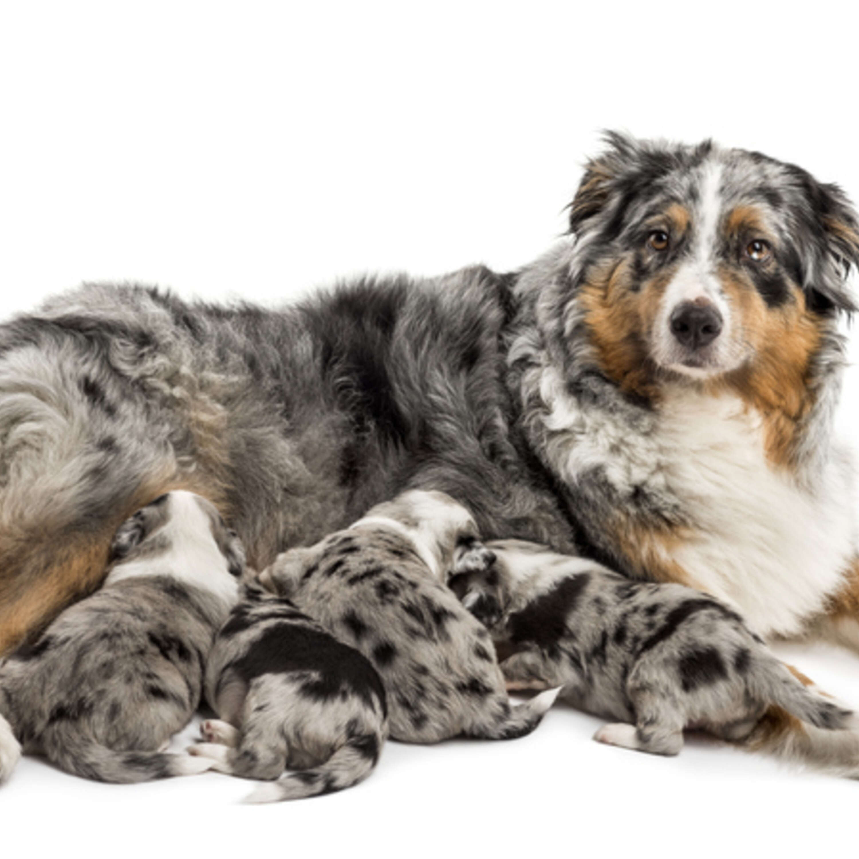 Eclampsia - when nursing pets shake