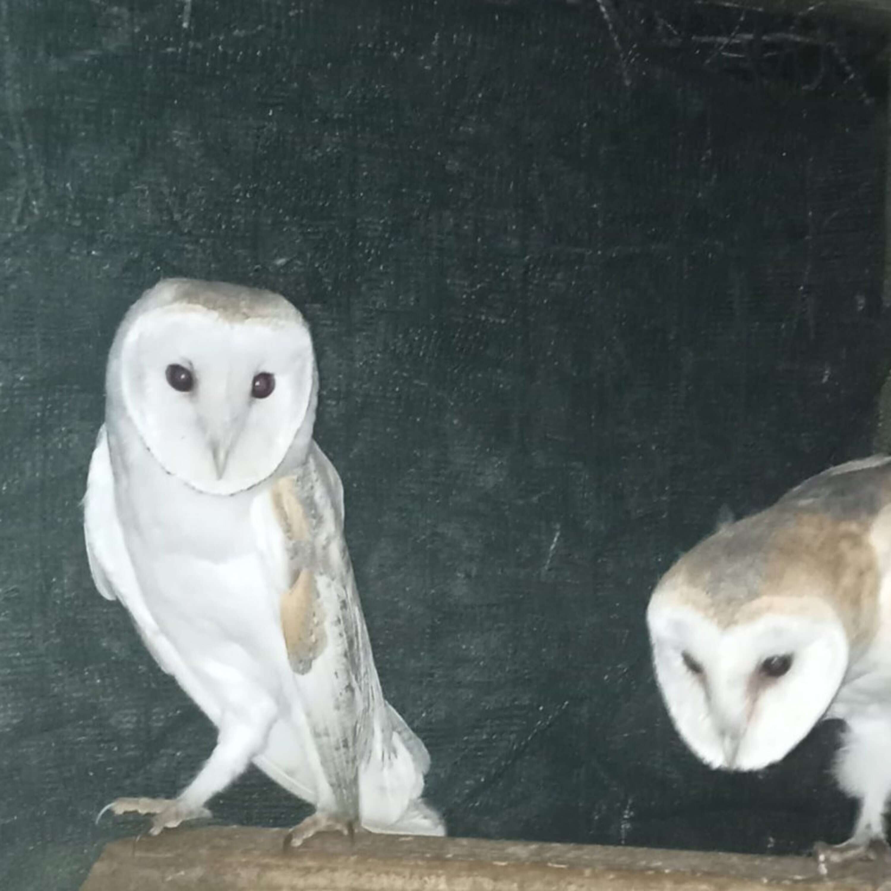 The screech of the Banshee?  No, it’s the mysterious barn owl