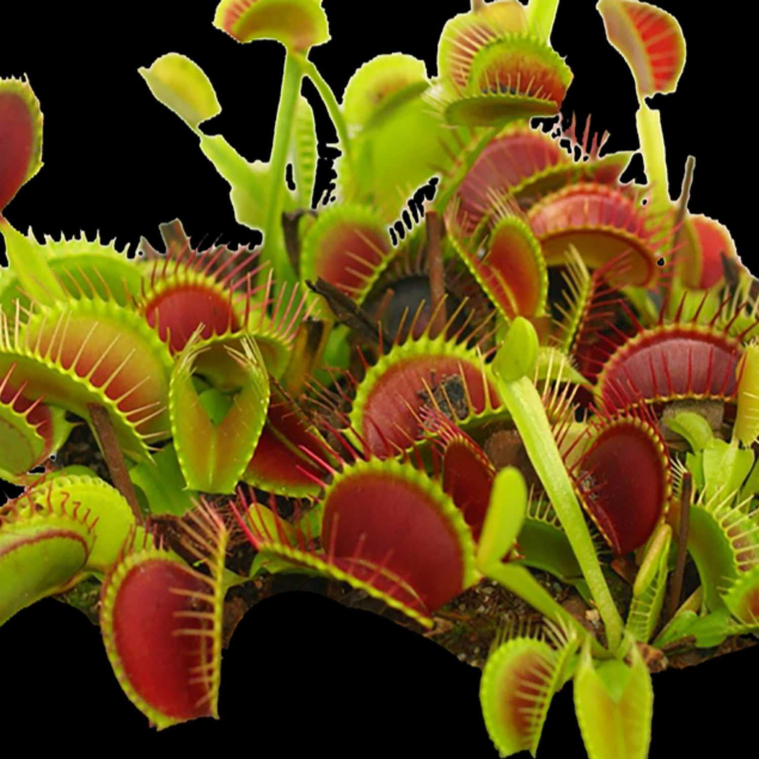 Industry Plant: Venus Fly Traps