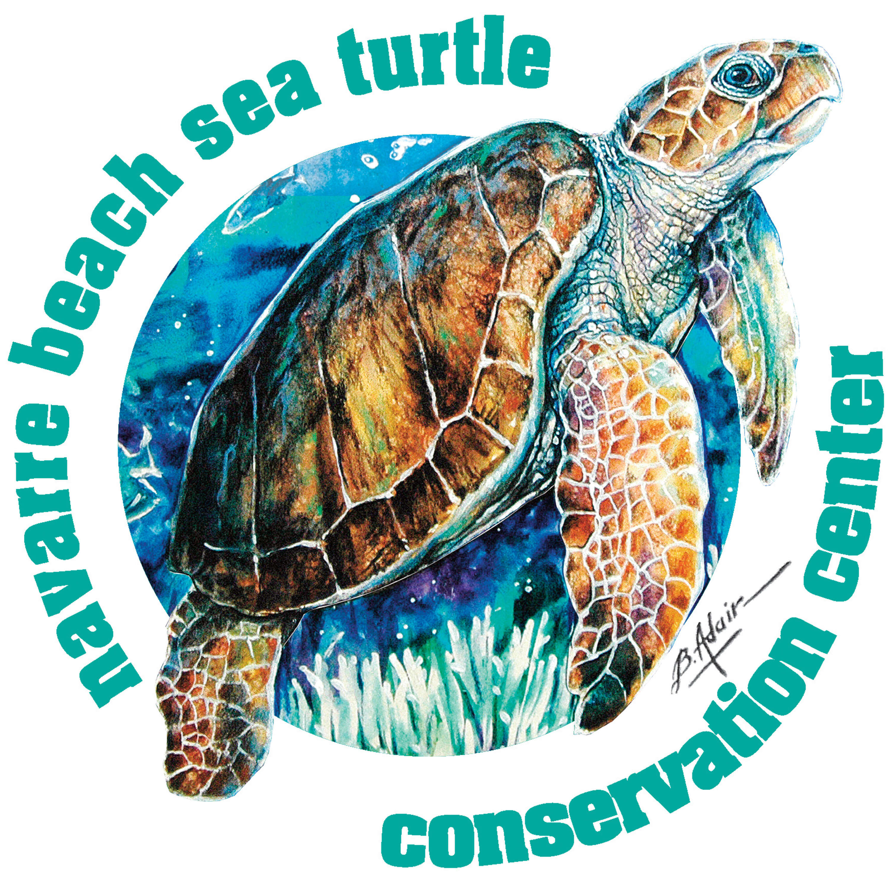 Talking Turtles With Navarre Beach Turtle Conservation Center