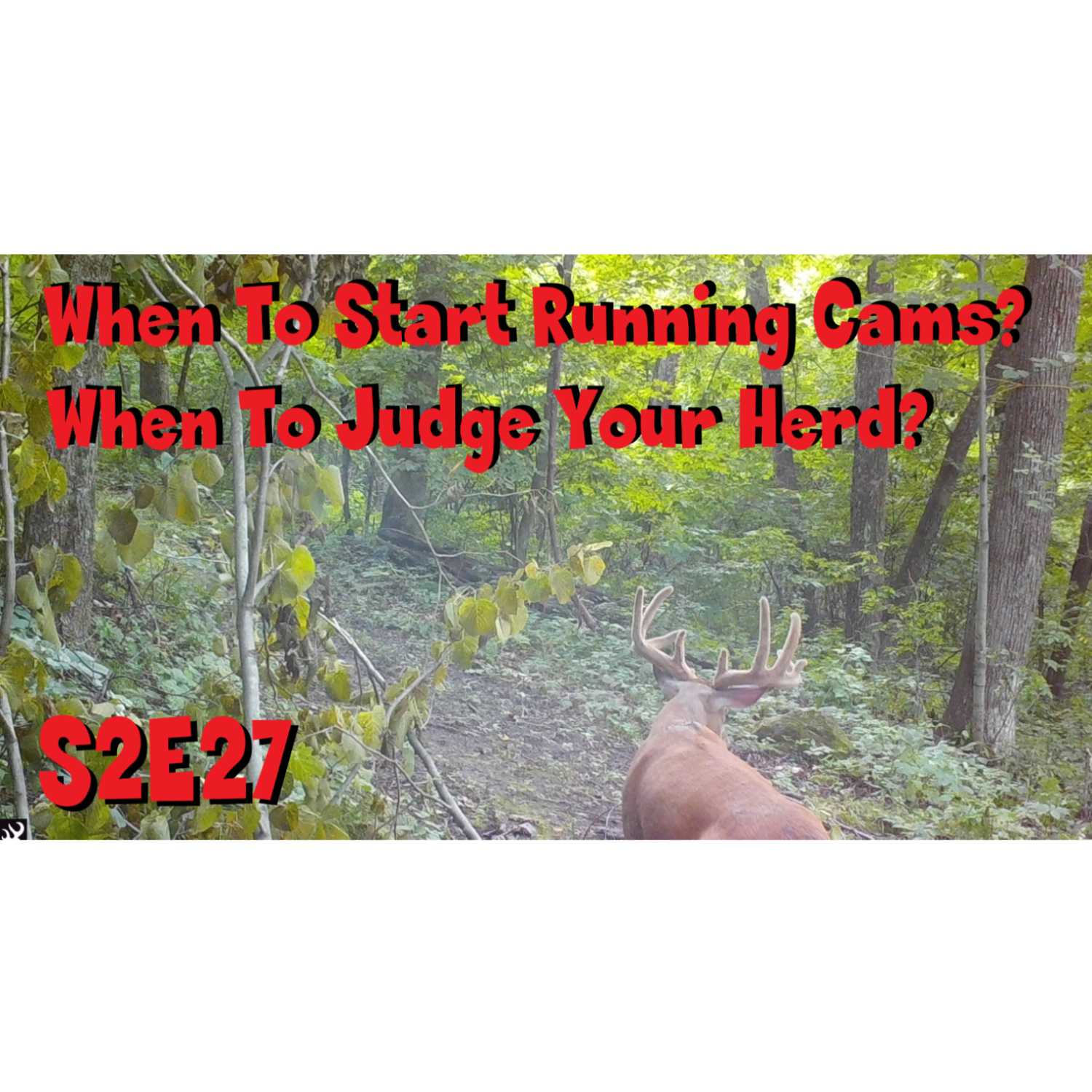 When to start running cams, and when to judge your herd s2 e27