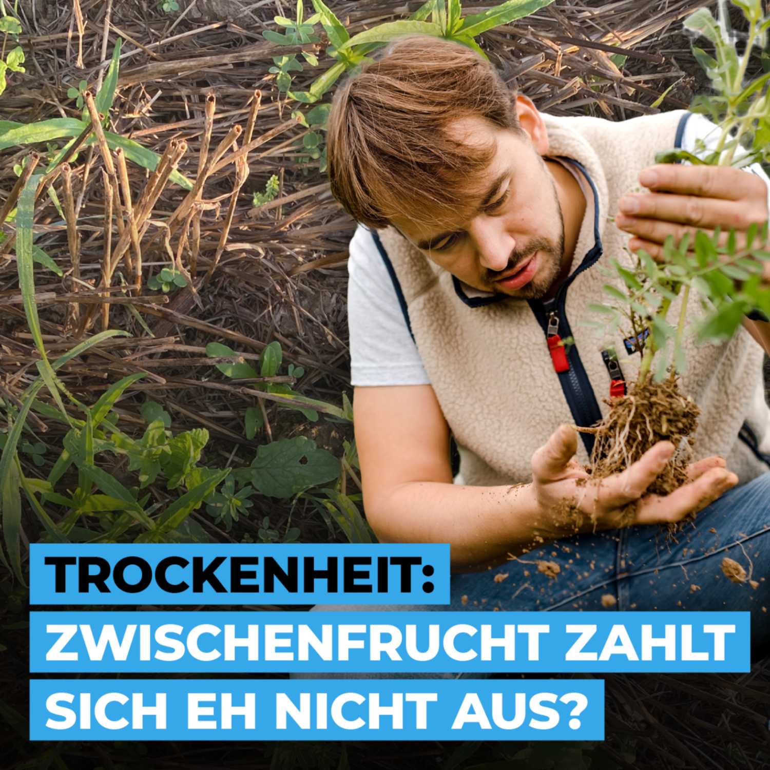 Trockenheit: Zwischenfrucht zahlt sich eh nicht aus?