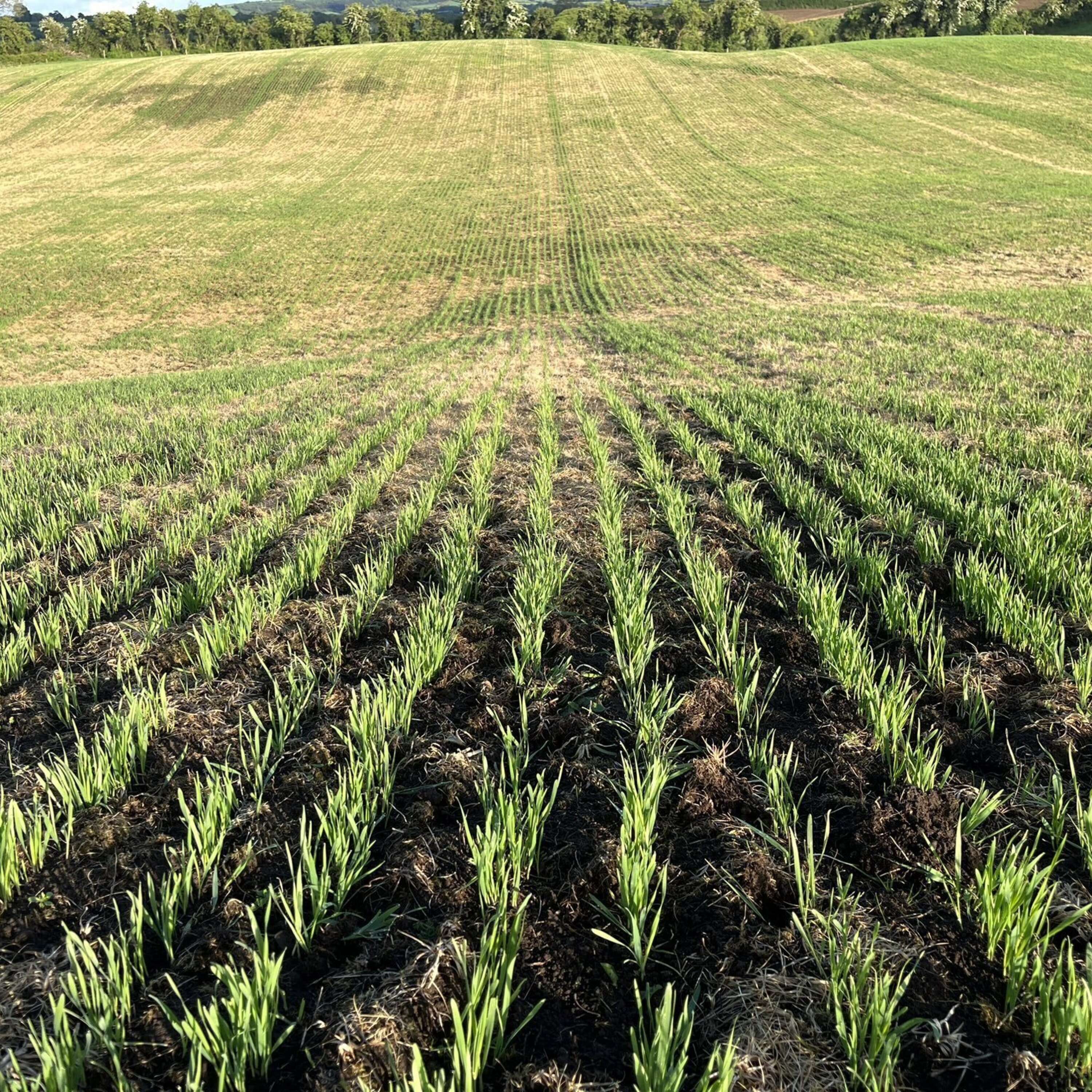 Eoin Lyons in Kilkenny on his direct drill cropping system