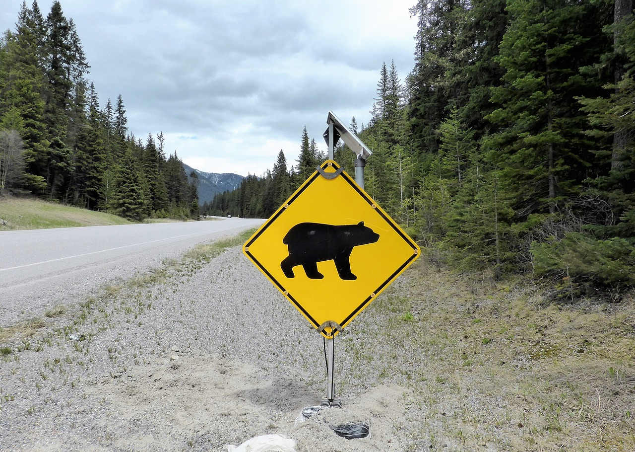 ⁣Les ours sont en train de se transformer en tapis de sol – 13 juin 2023