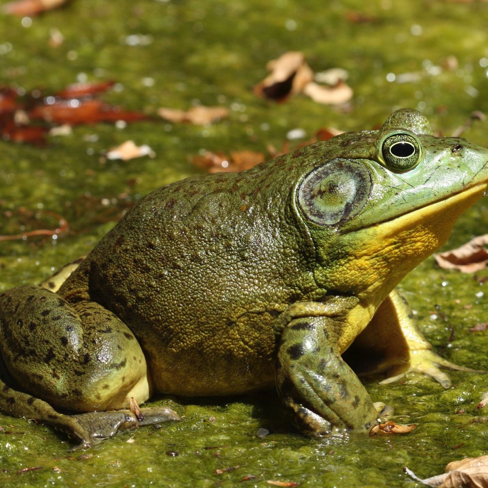 Land Agents and Bullfrogs