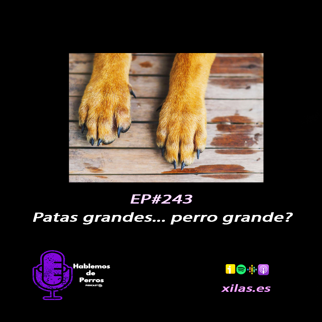 Episodio #243: Patas grandes, perro grande