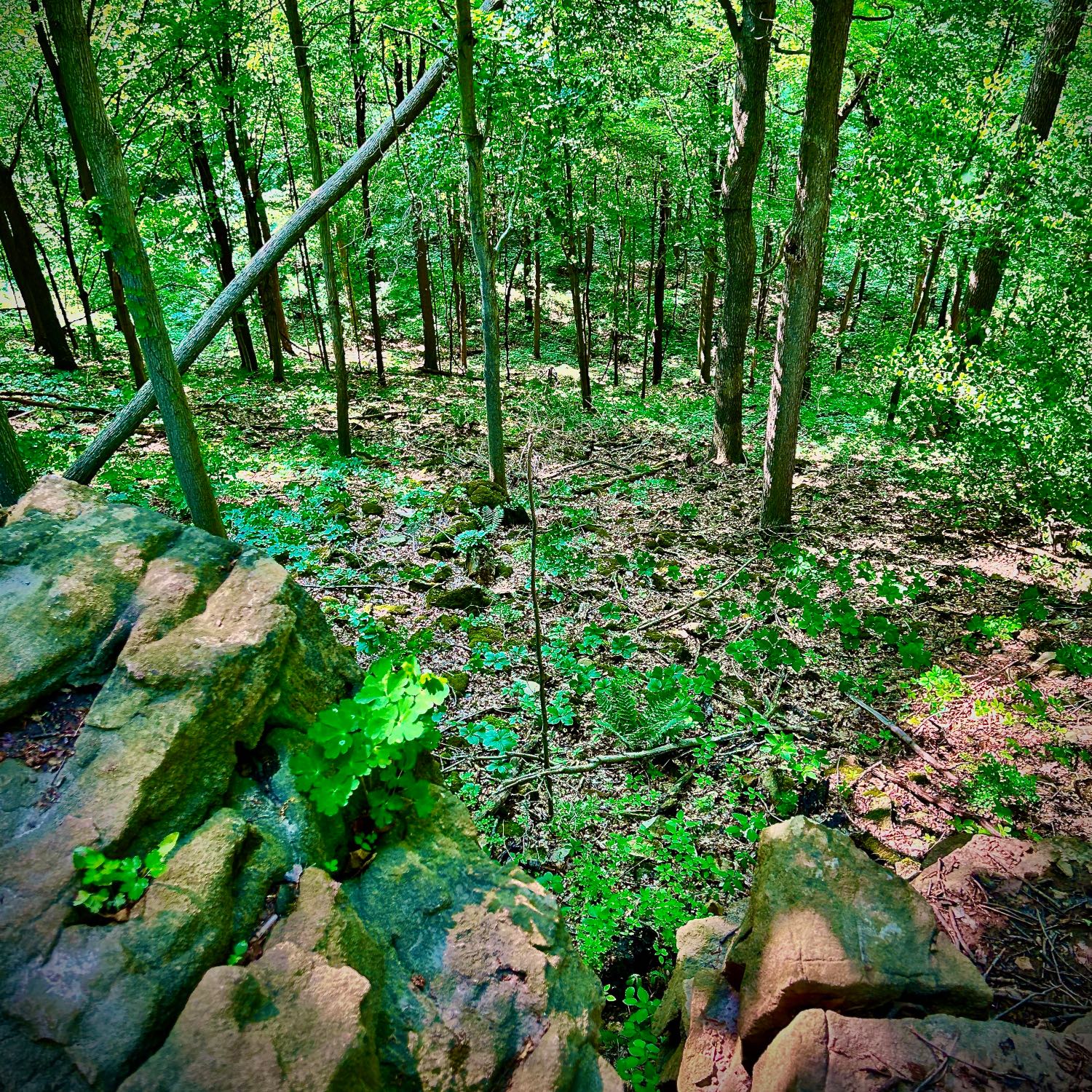 Woodend Conservation Area Niagara on the Lake Mountain Bike Trails