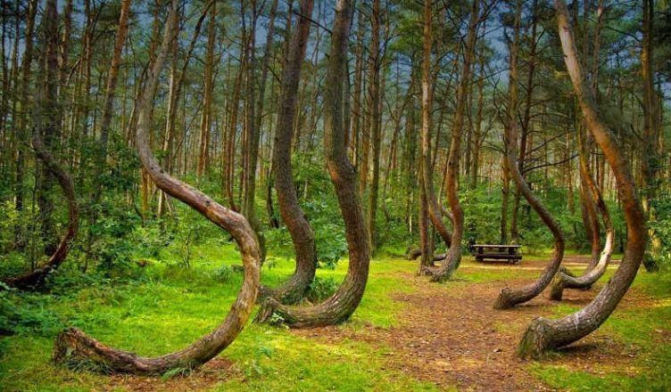 Tales From Afar ... Hoia Baciu Forest