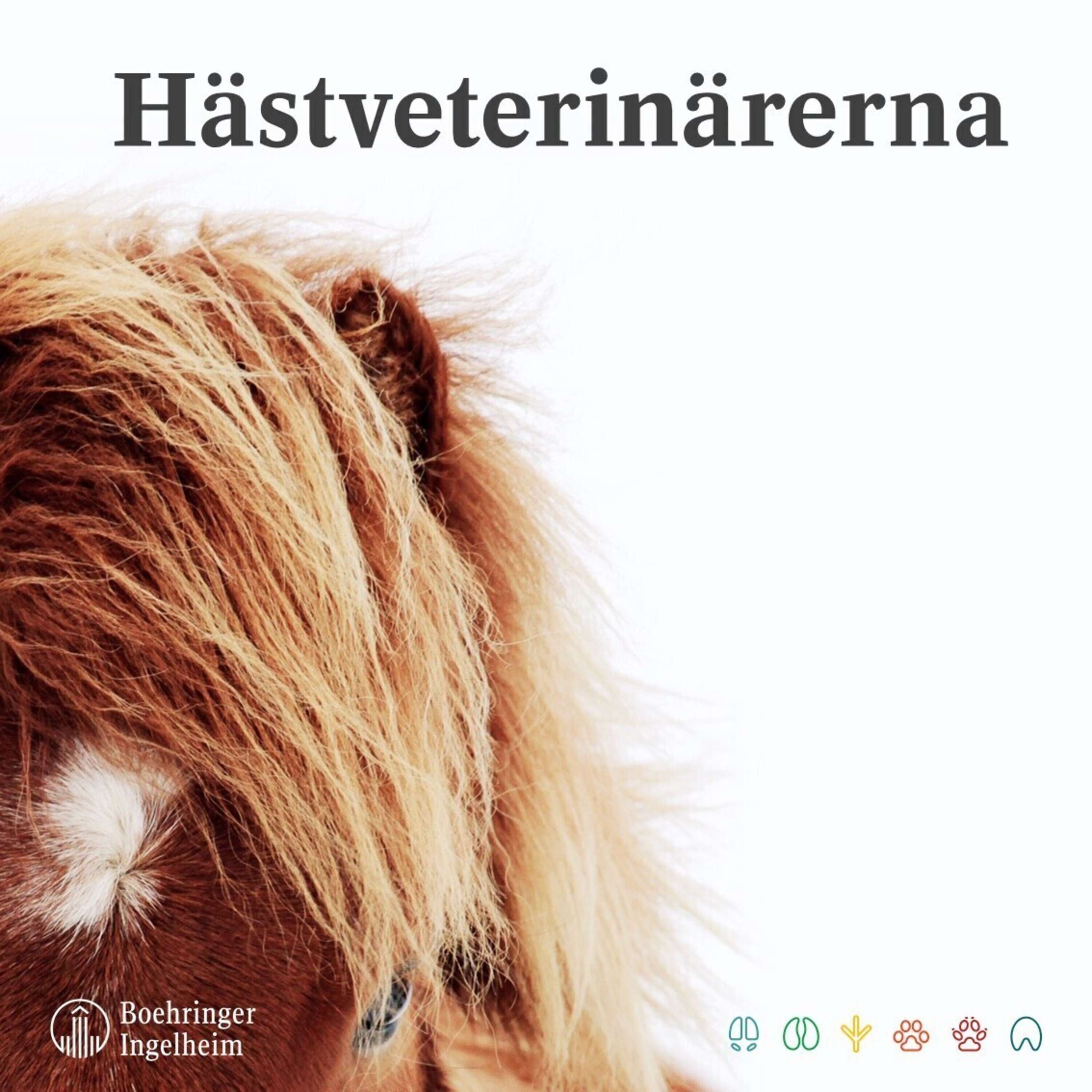 Hästveterinärerna 