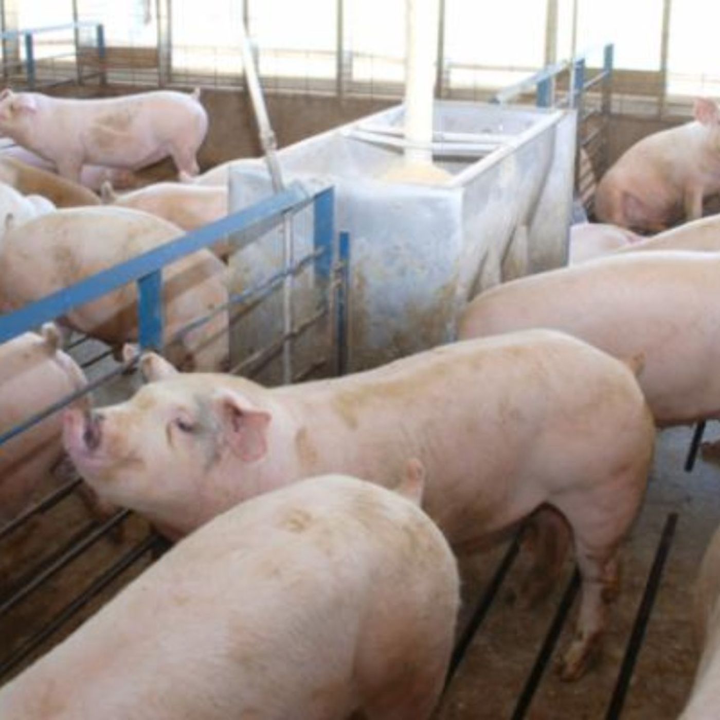 Managing economic uncertainty in pork sector