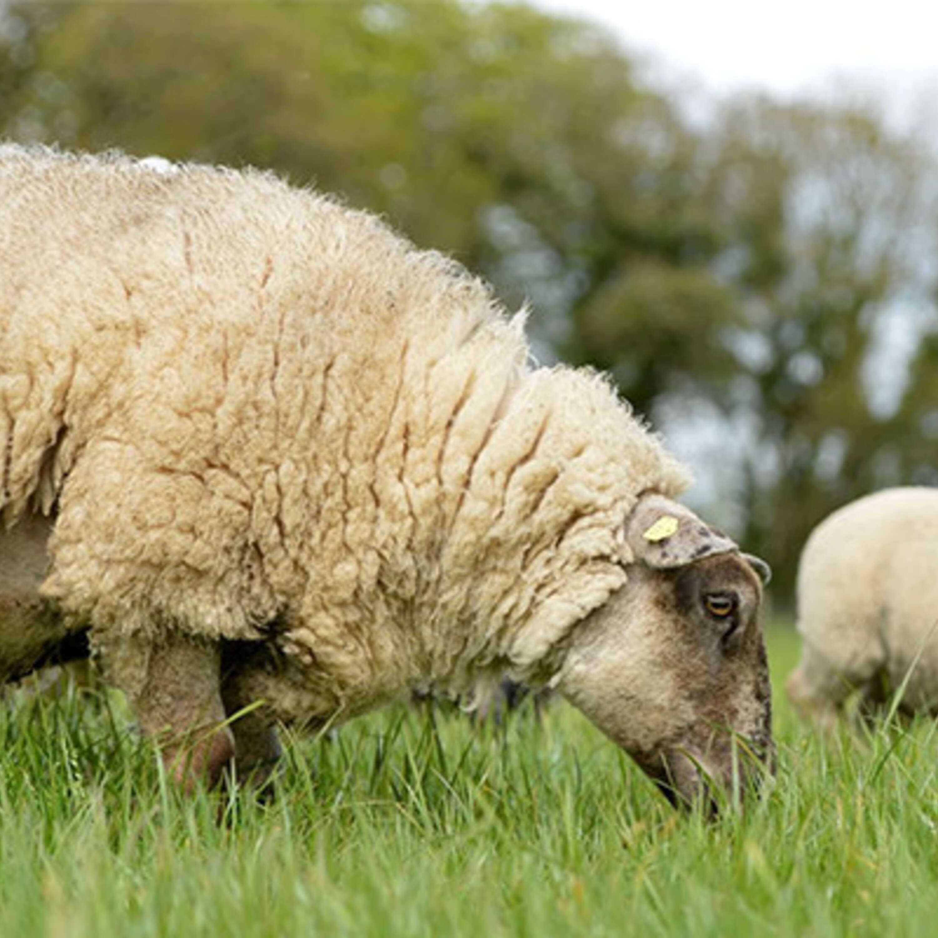 Can we reduce ewe wastage and improve their longevity in a flock?