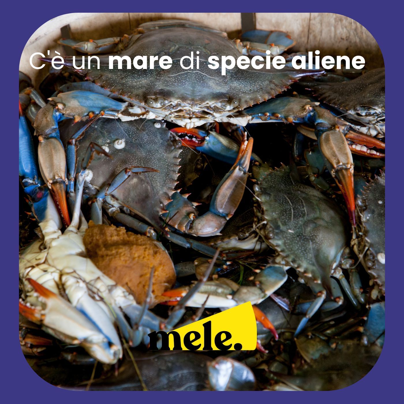 C'è un mare di specie aliene