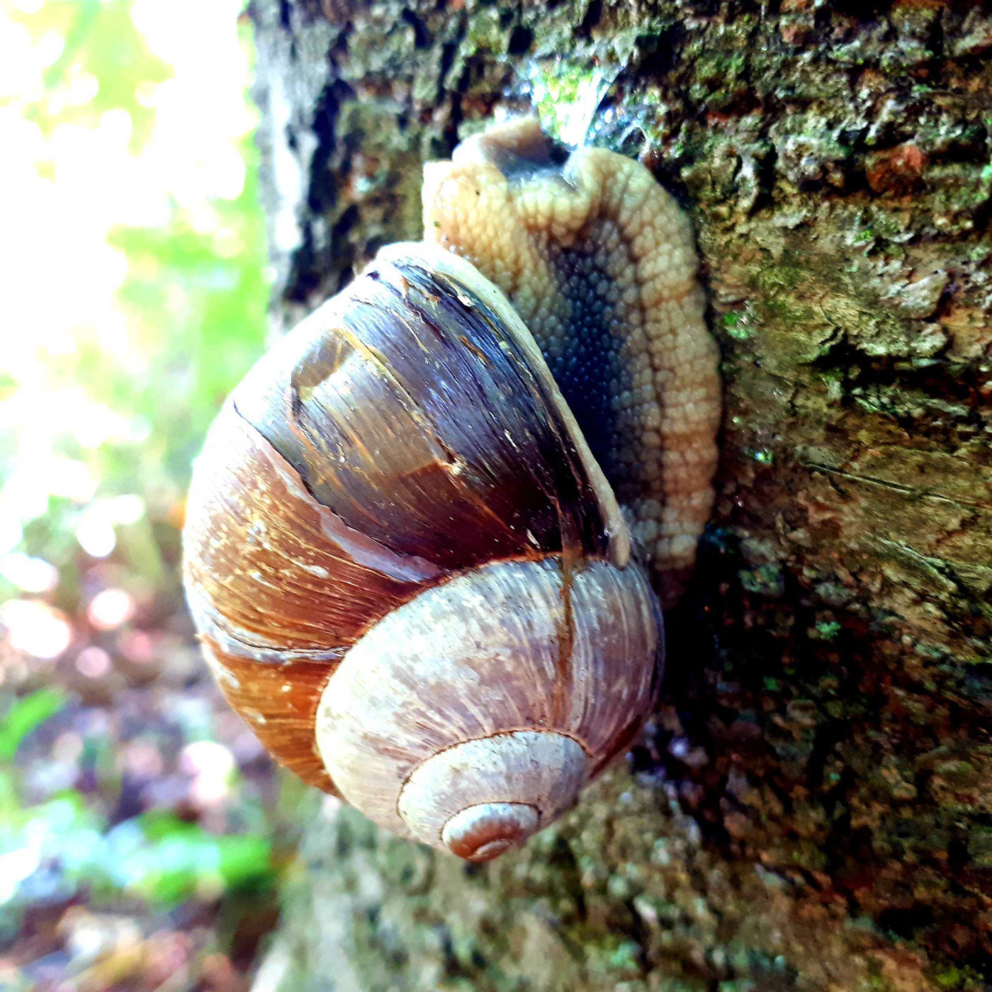 Die Schnecke