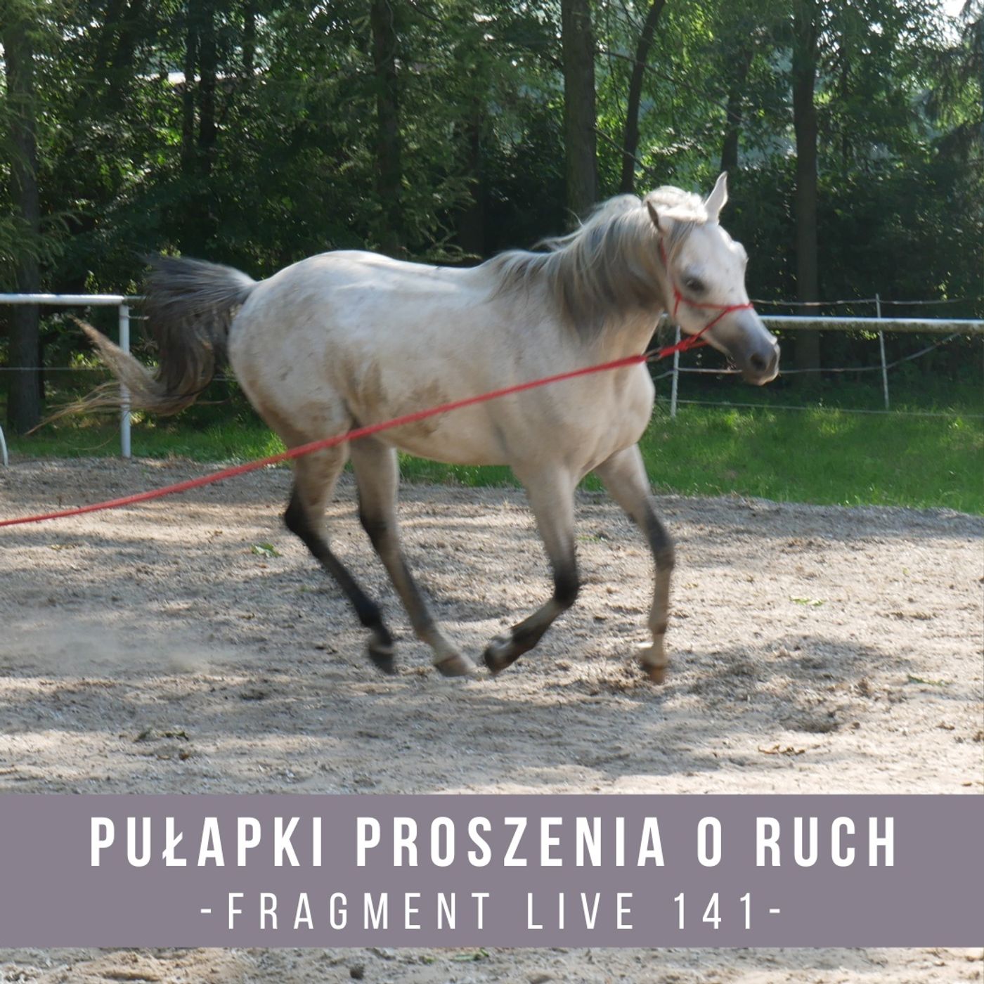 Pułapki proszenia o ruch w treningu koni - fragment Live 141