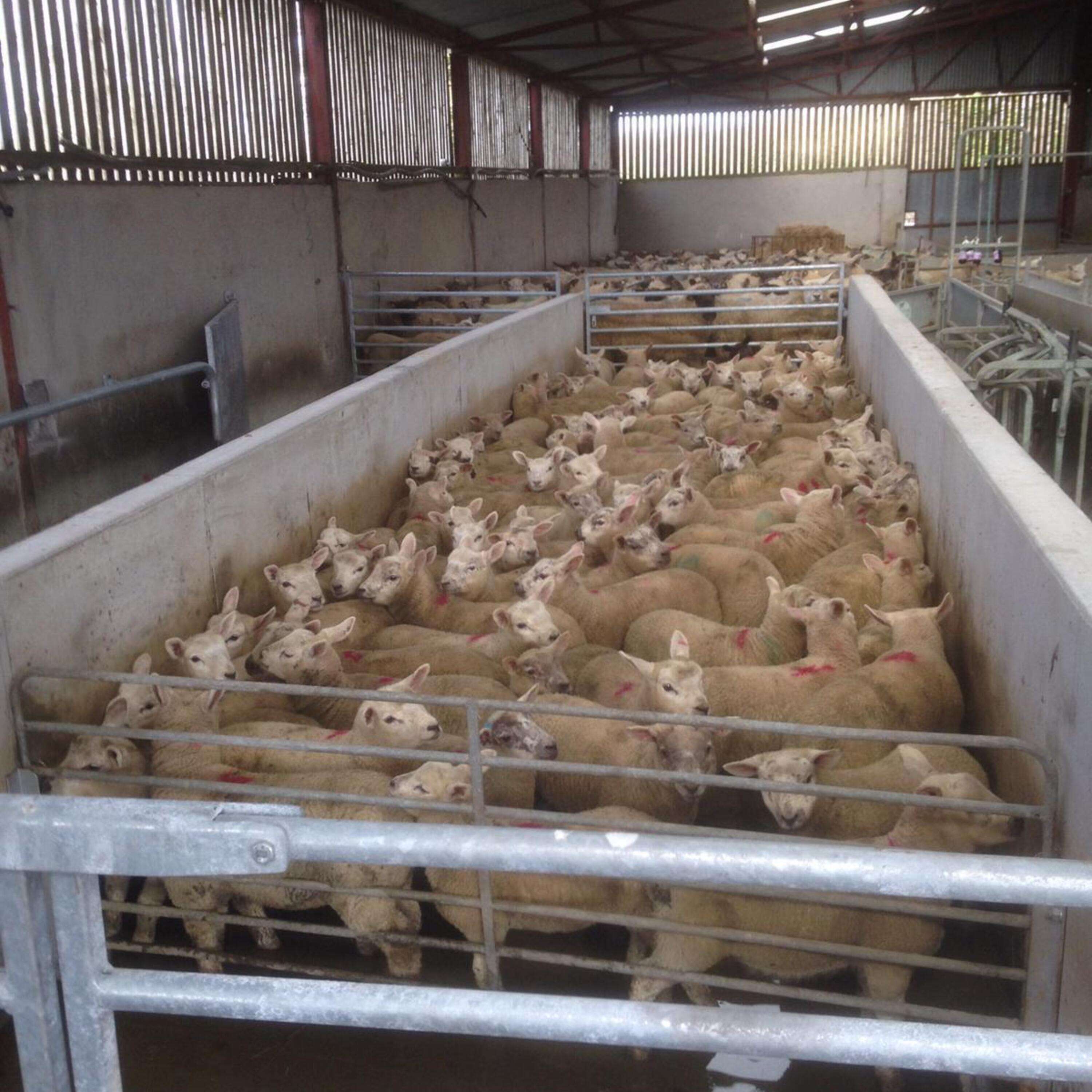 The Sheep System in Gurteen Agricultural College