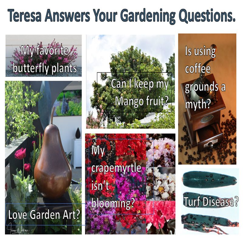 Better Lawns and Gardens Teresa Catches Up With Garden Questions June 10, 2023