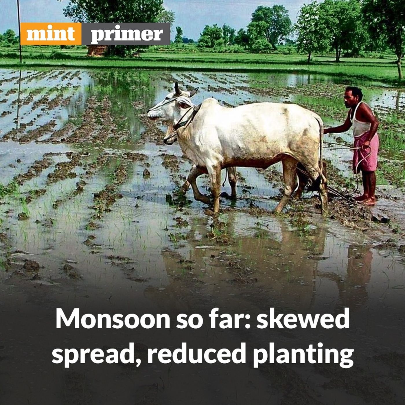 Monsoon update: Impact of uneven rainfall on planting activity