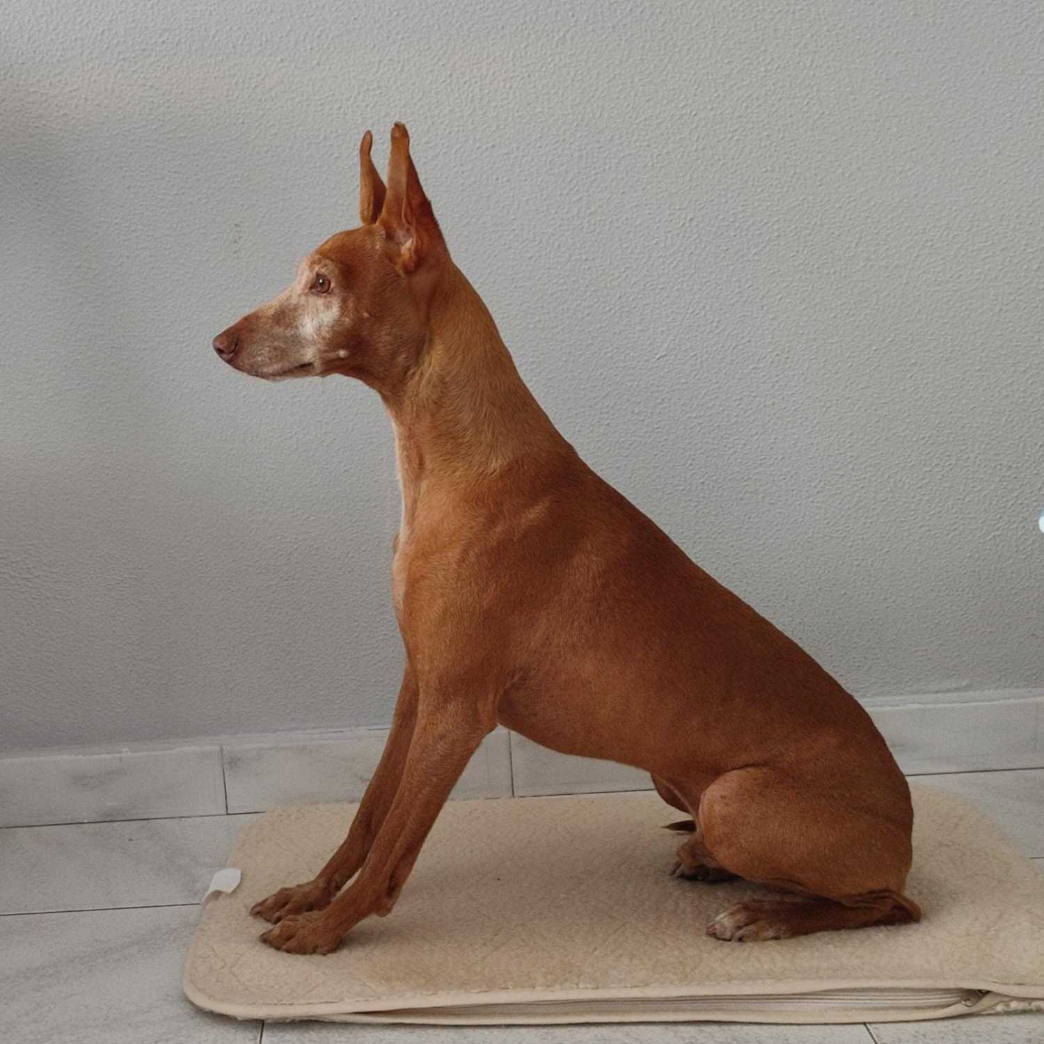 Dolce Signora Che Bruci