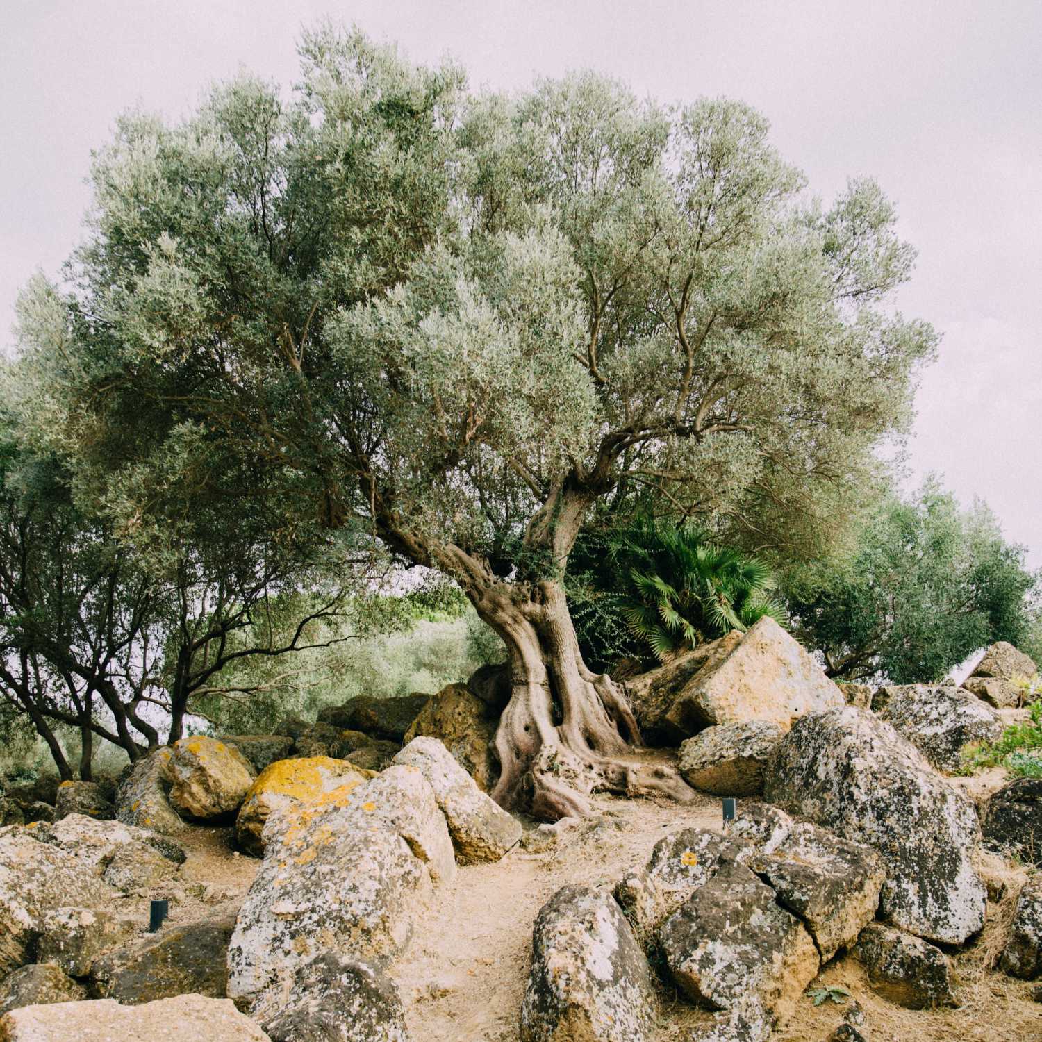 #13: Lessons from the Olive Tree