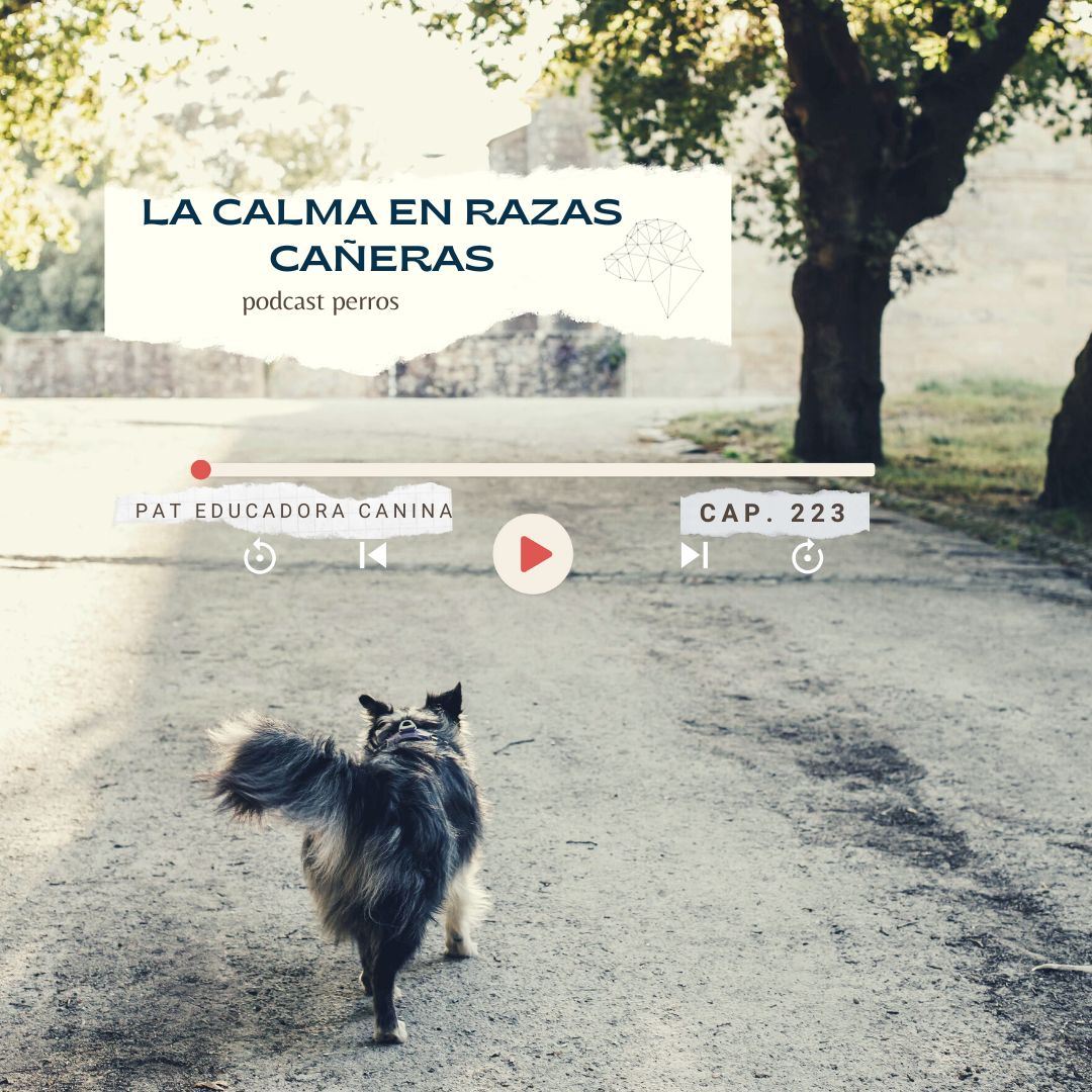 Potenciar la calma en perros cañeros- capítulo 223