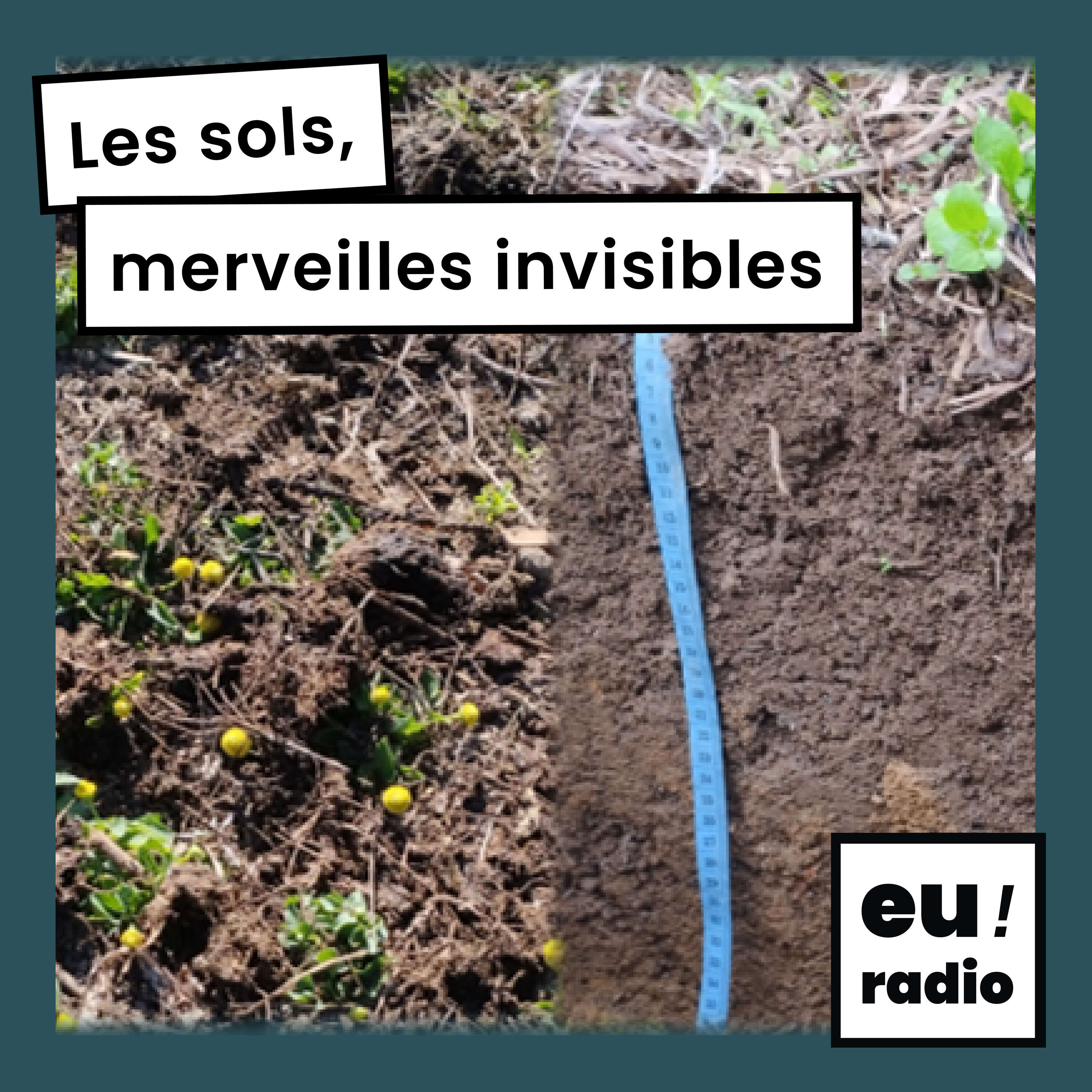 Les sols, merveilles invisibles - Tiphaine Chevalier 