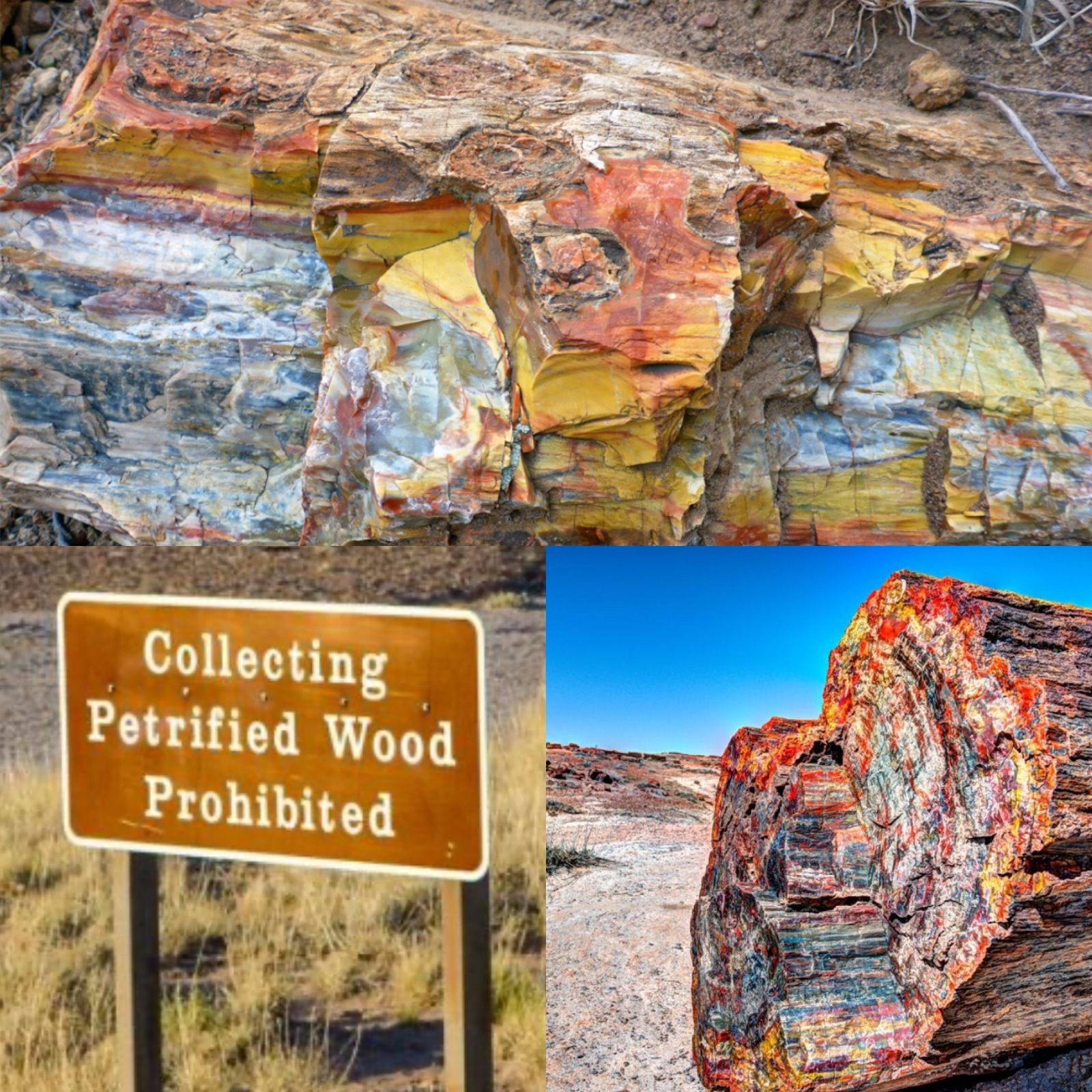 The Petrifying Curse of Petrified Forests.