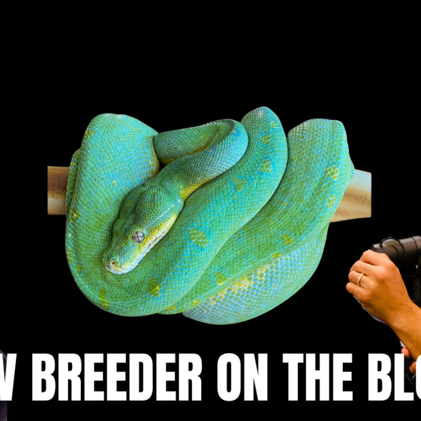 How to breed Green Tree Pythons like a player