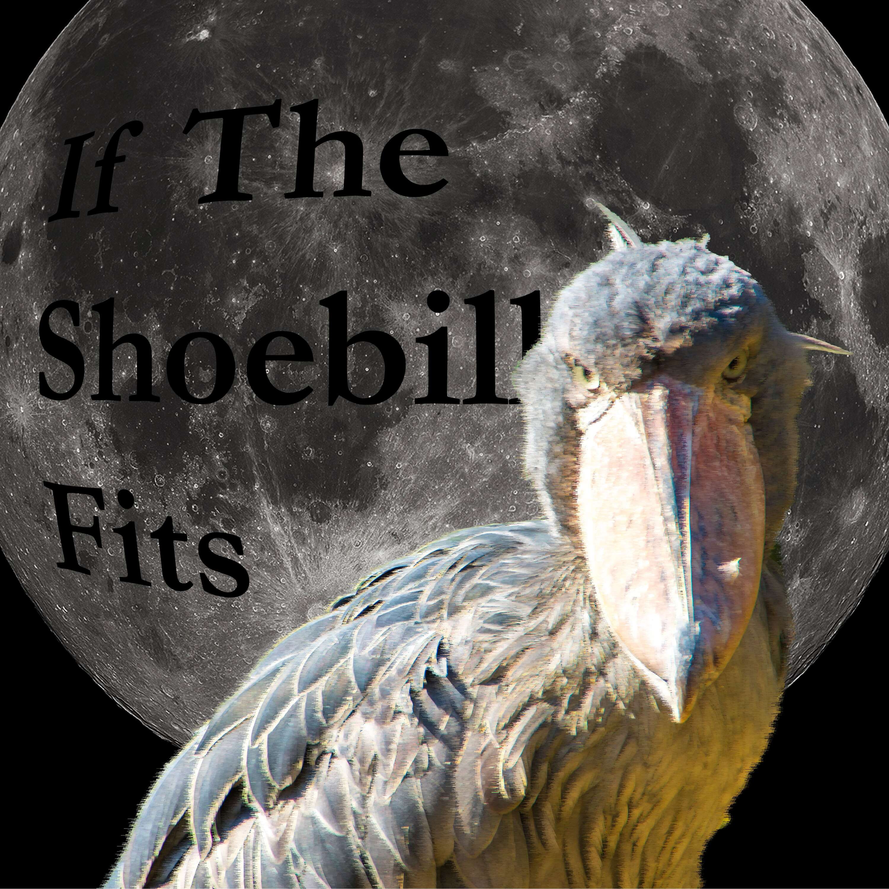 If The Shoebill Fits 