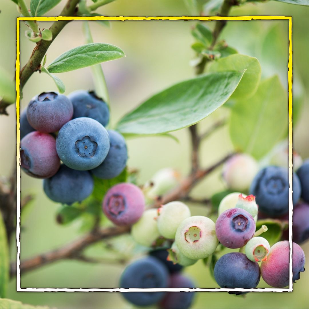 Heidelbeeren aus dem Garten