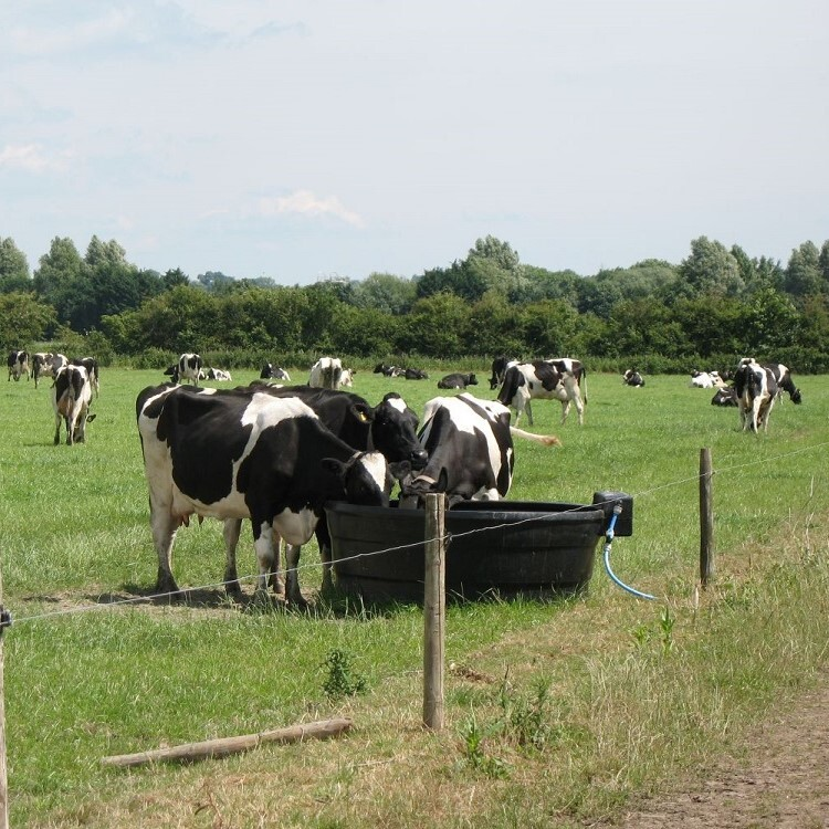 Managing heat stress in dairy cows