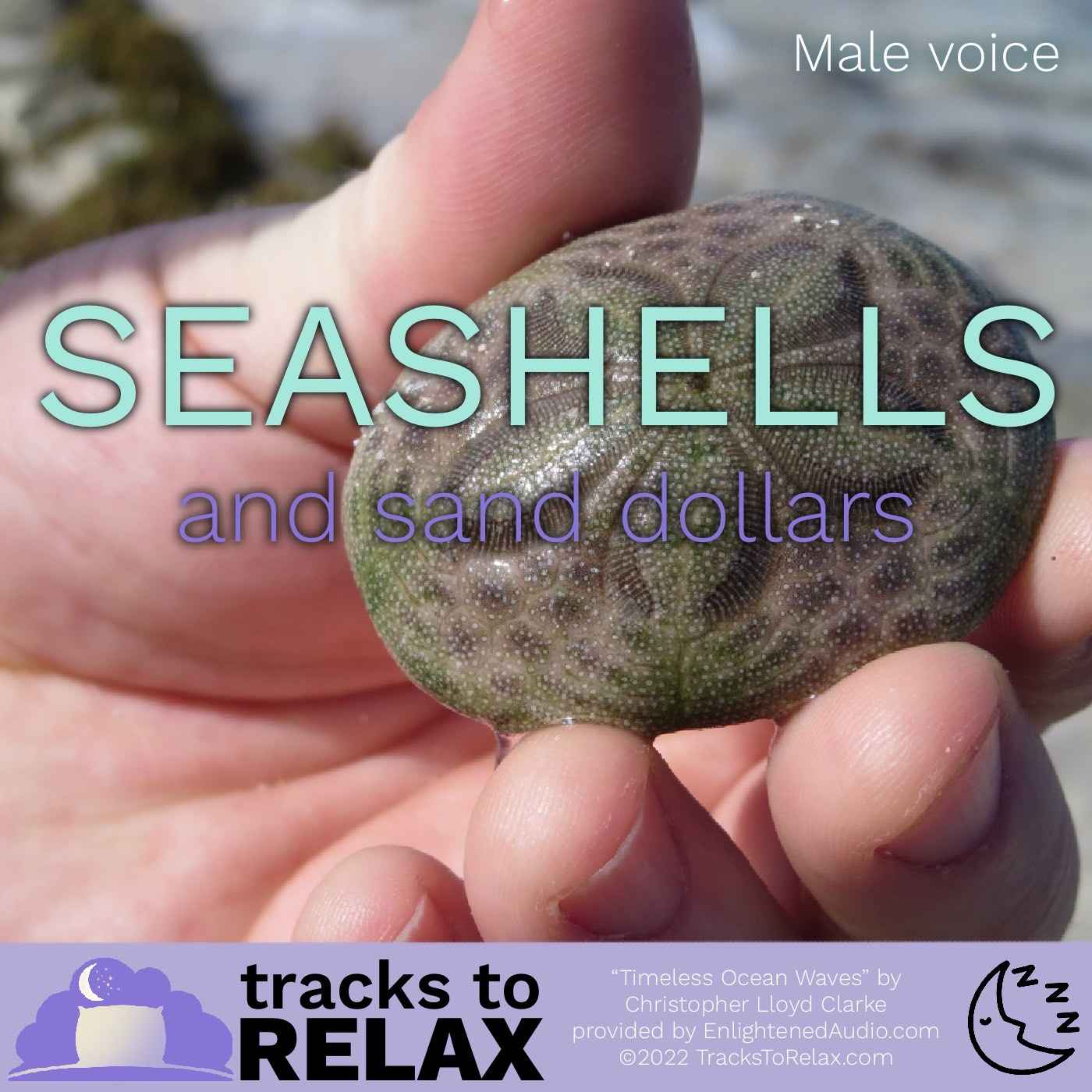 Seashells and Sand Dollars - Sleep Meditation