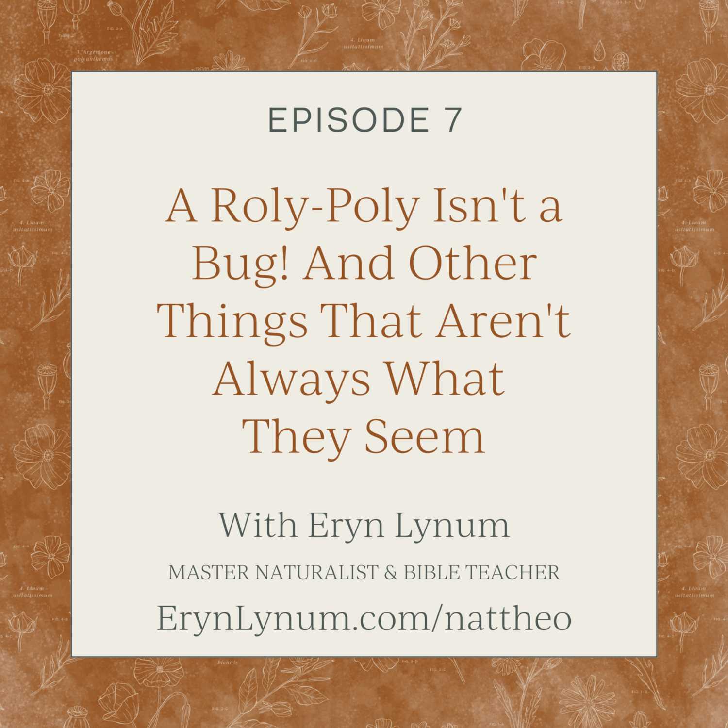 A Roly-Poly Isn't a Bug! And Other Things That Aren't Always What They Seem