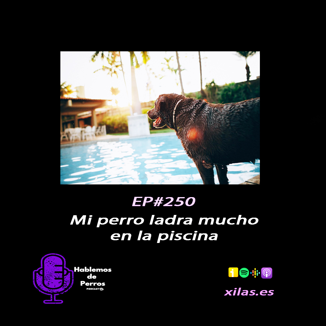 Episodio #250: Mi perro ladra en la piscina