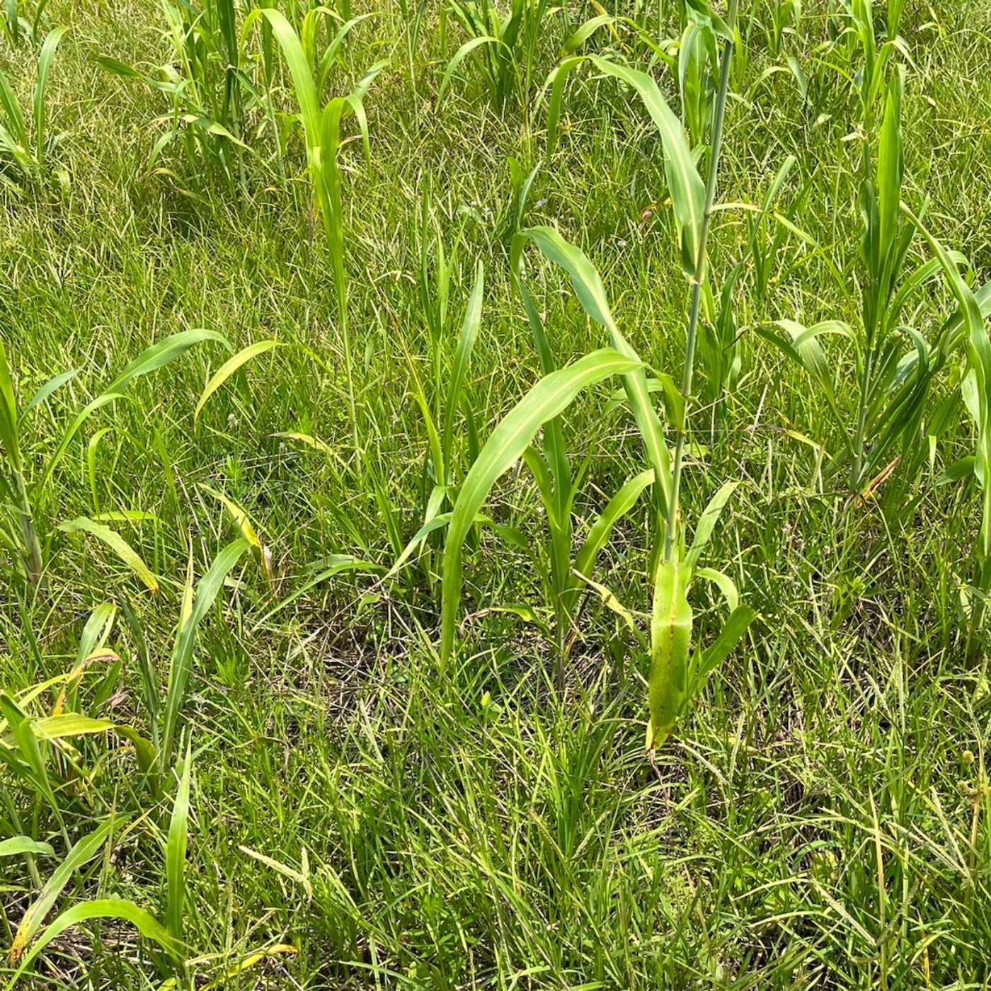 Regen Food Plots vs Conventional Food Plots Research with MSU