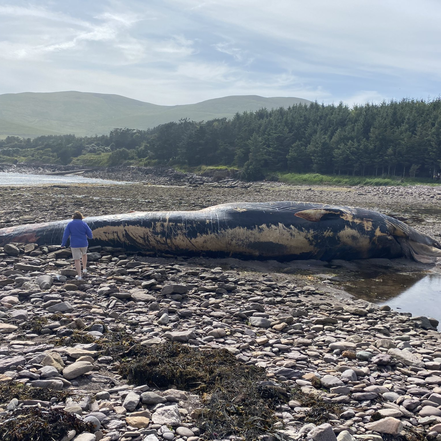 Skeleton of whale washed up in Kerry could be resconstructed for 'public display'