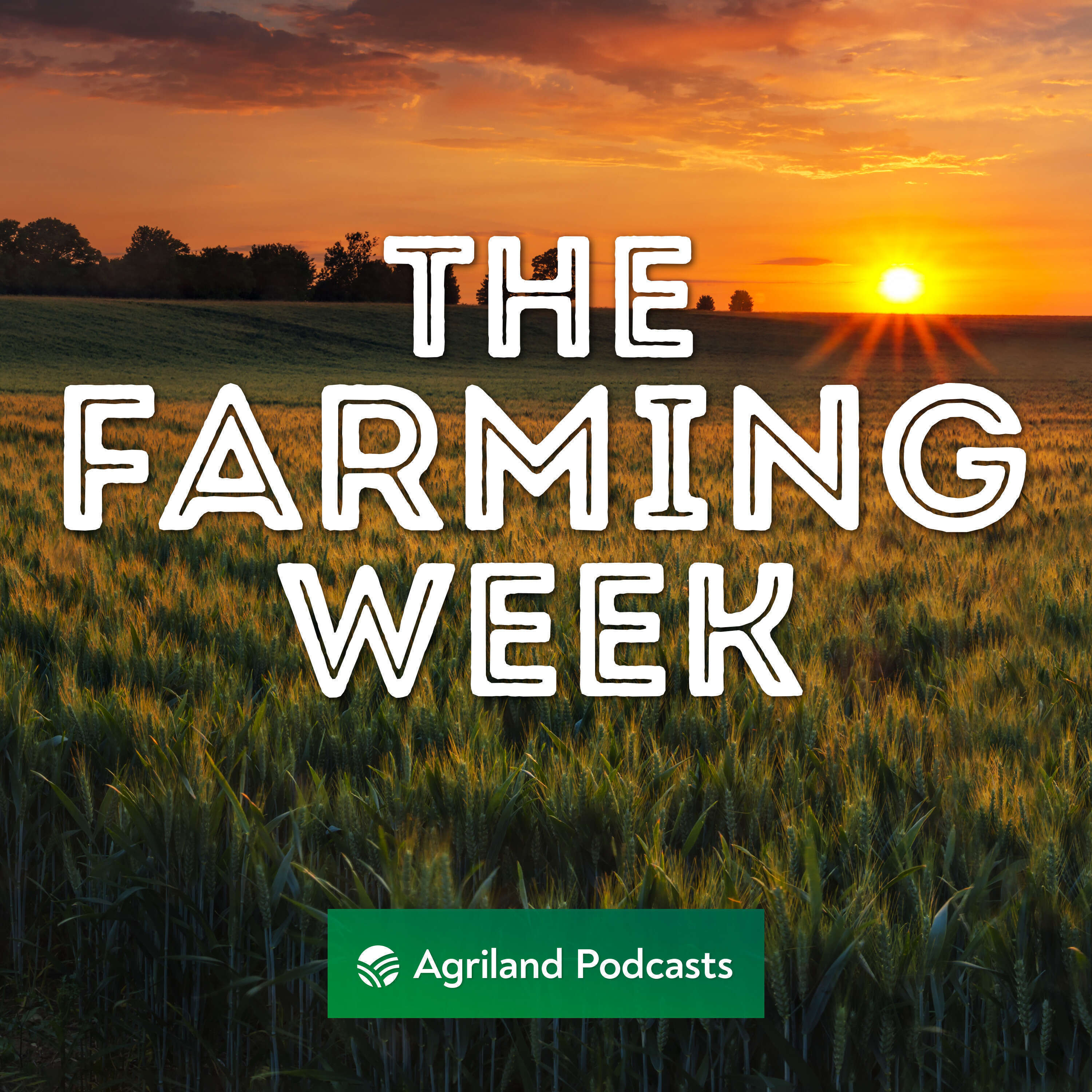 Farmers dealing with relentless rain | 15% of farms have fodder deficit | Top-up payment demanded for milk suppliers | Ireland’s first snail processing plant