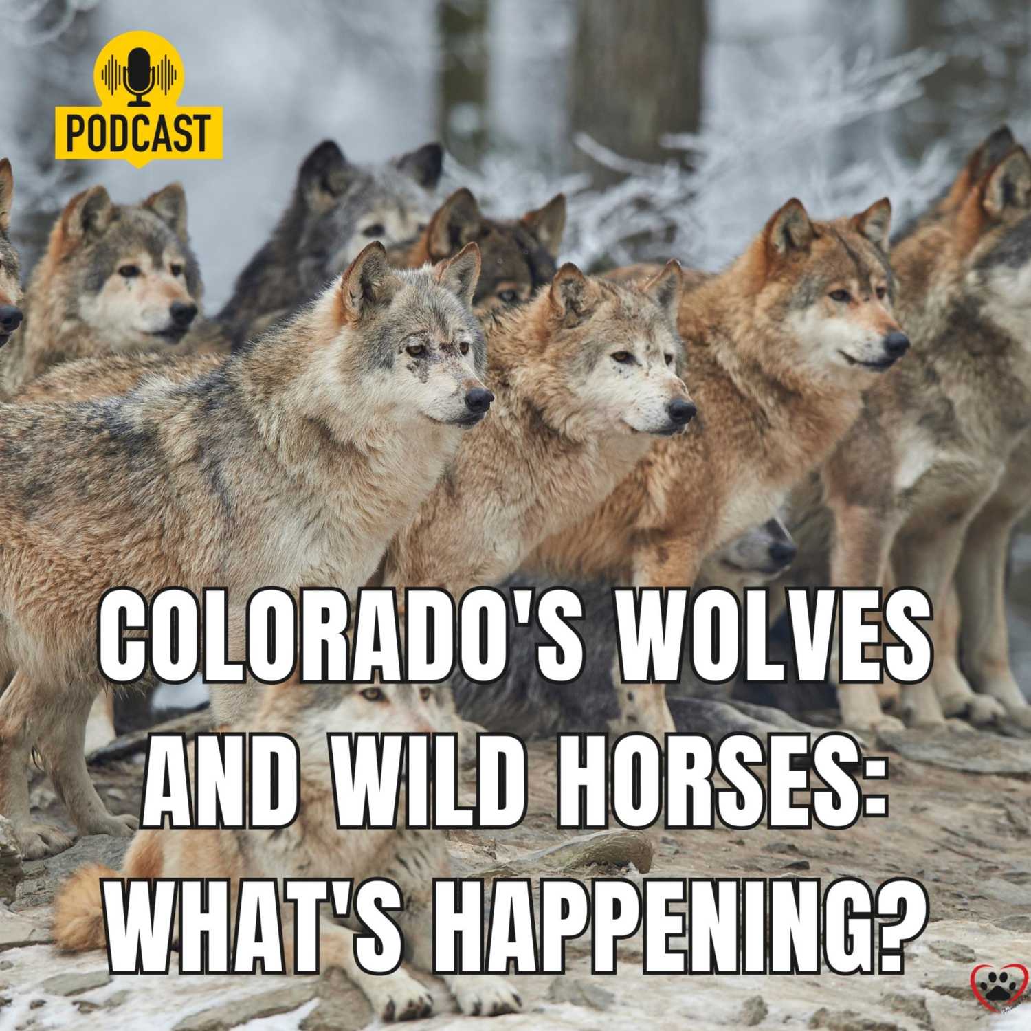 What is going on in Colorado with our wolves and wild horses?