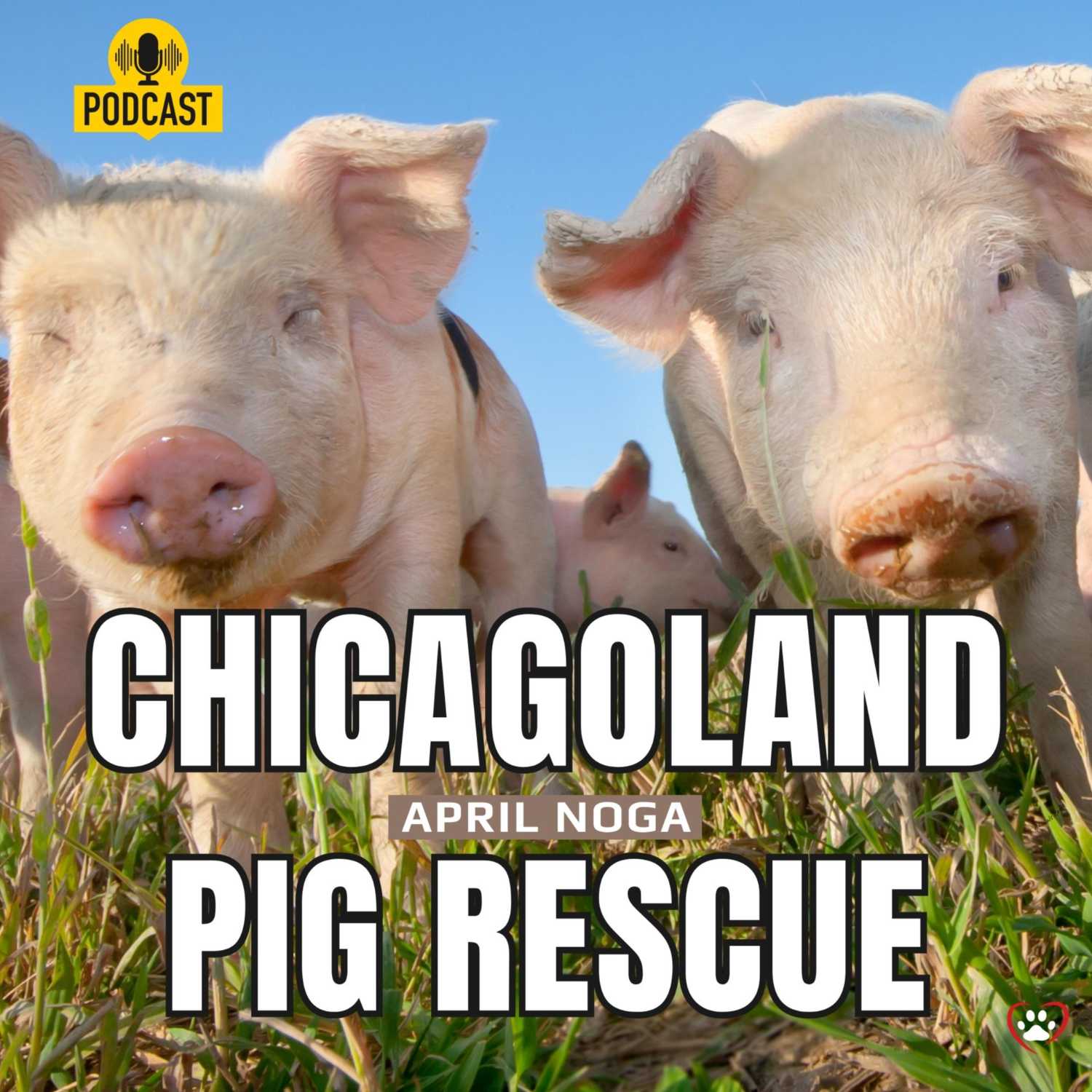 Chicagoland Pig Rescue with April Noga