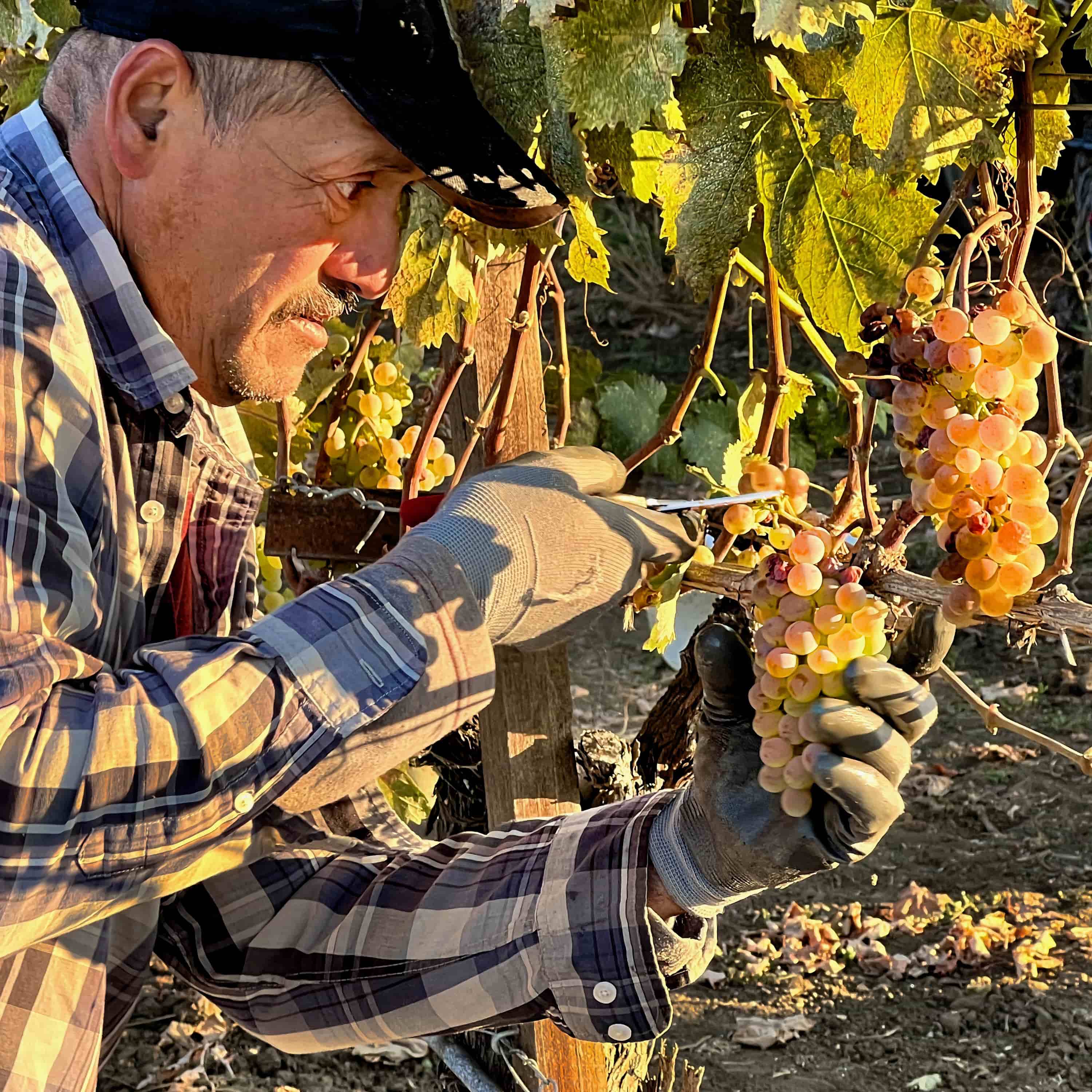 A Walk in the Garden at Troon Vineyard and Farm