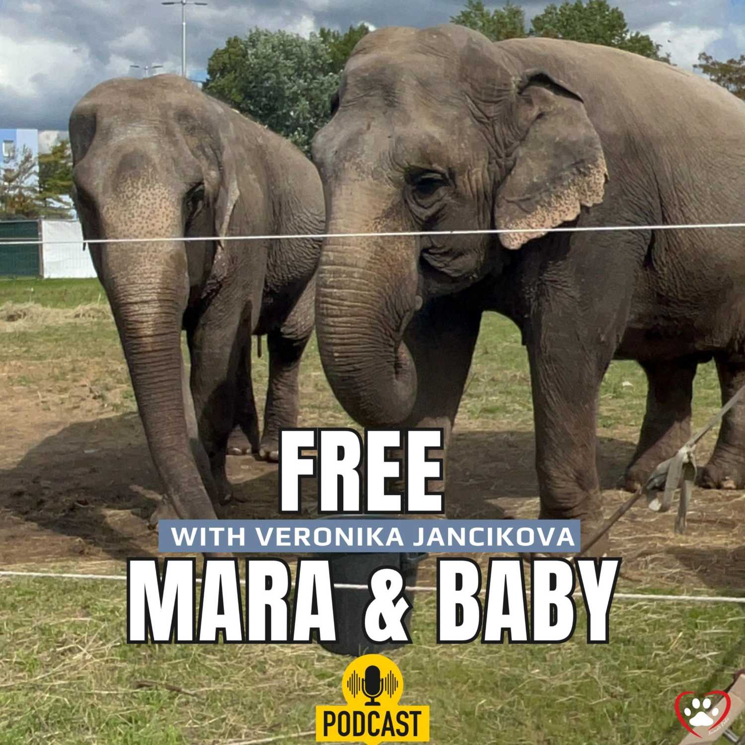 Free Mara & Baby Elephants with Veronika Jancikova