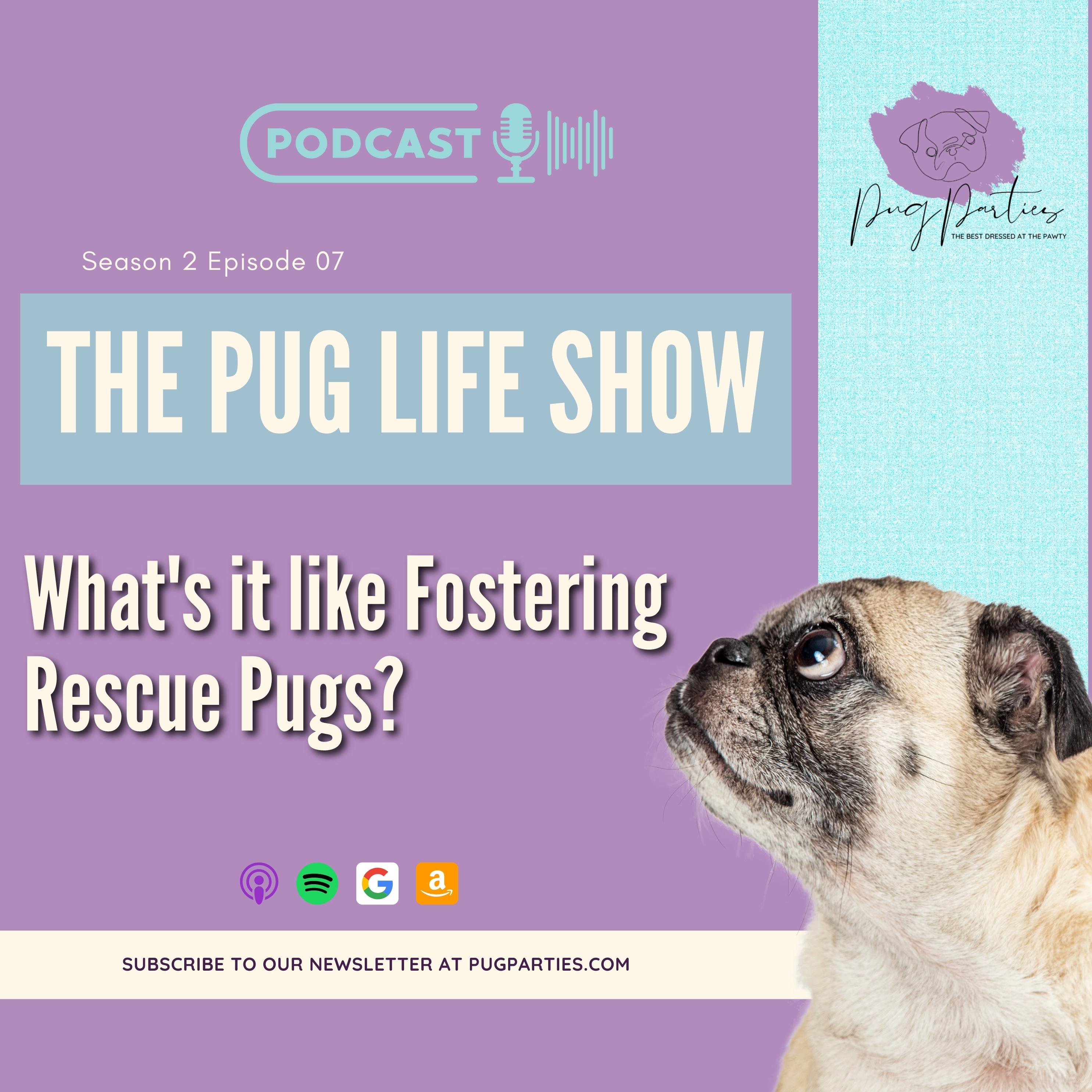 S2 EP07: What's it like Fostering Rescue Pugs?