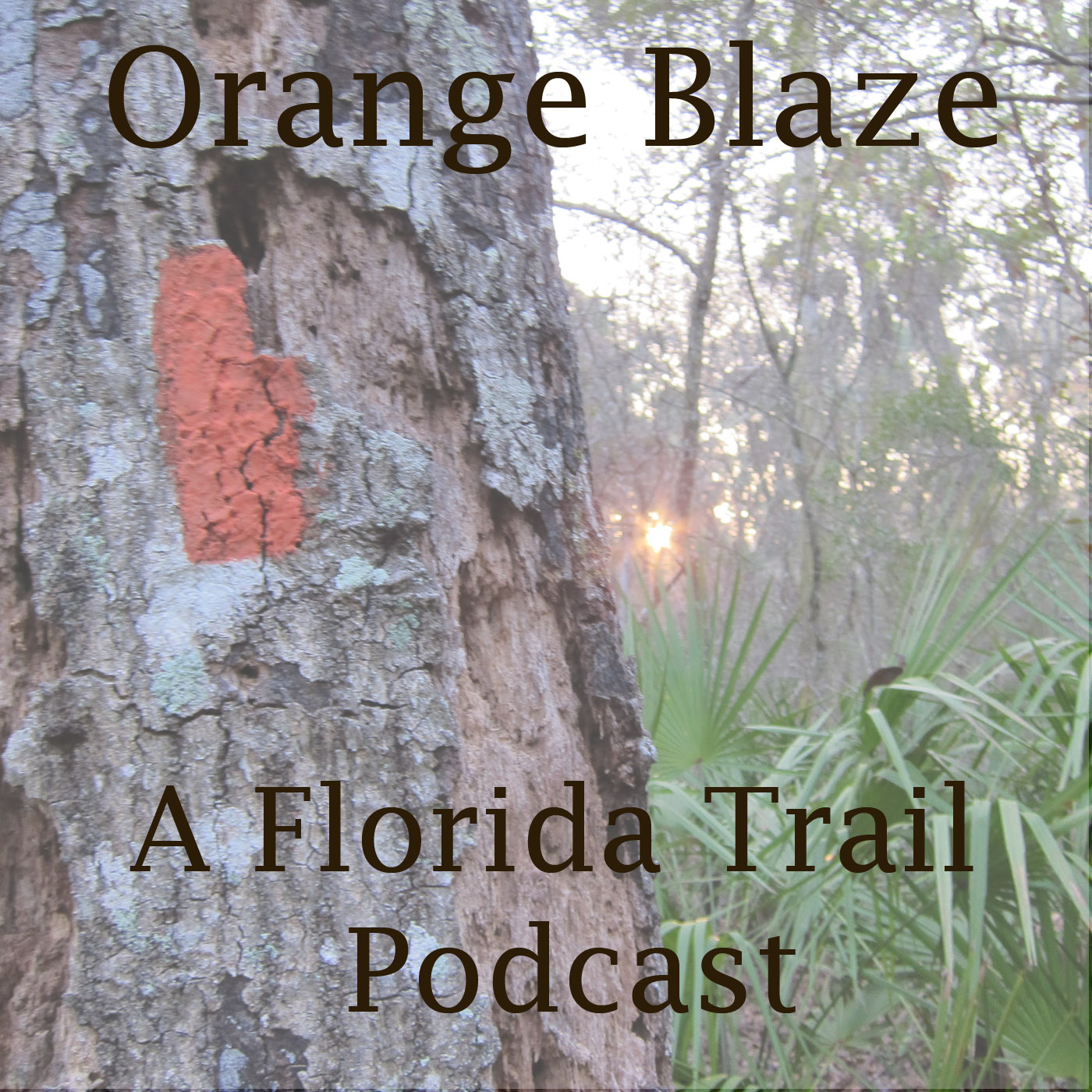 87. Day Hiking as an Immersive Experience on the Florida Trail | Darby Calm