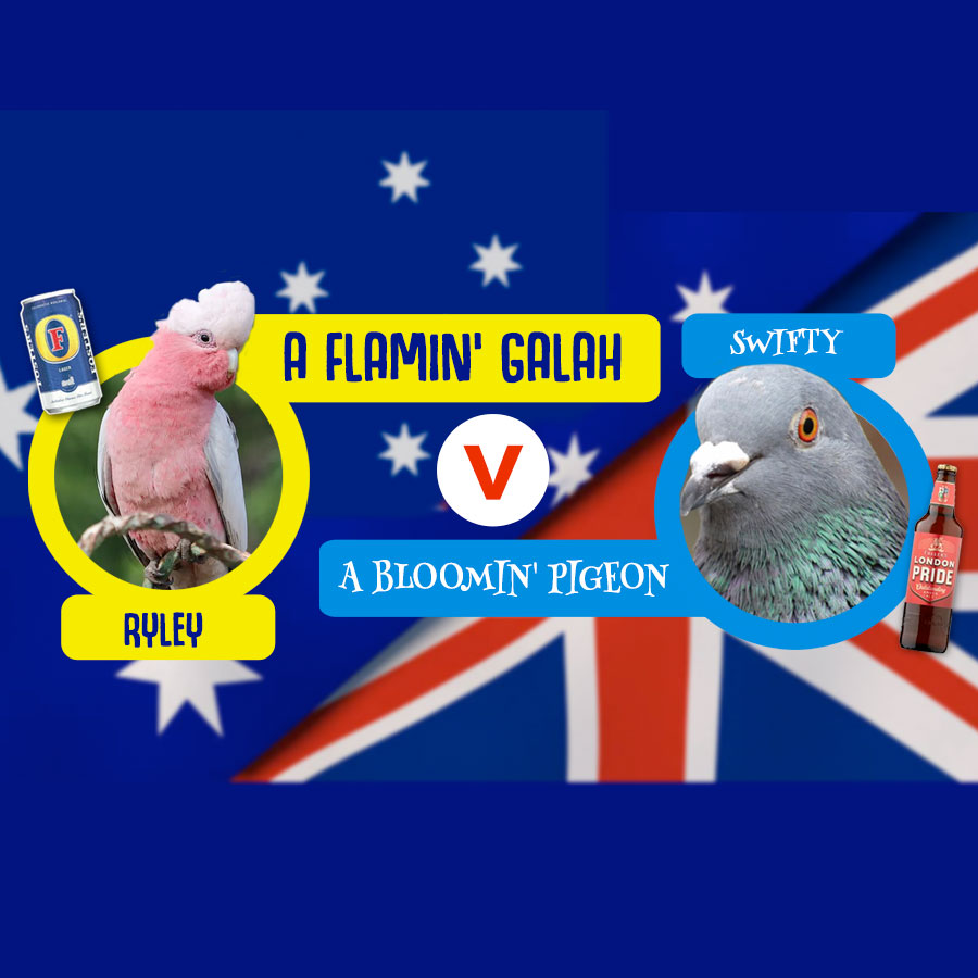 A flamin’ galah and a bloomin’ pigeon