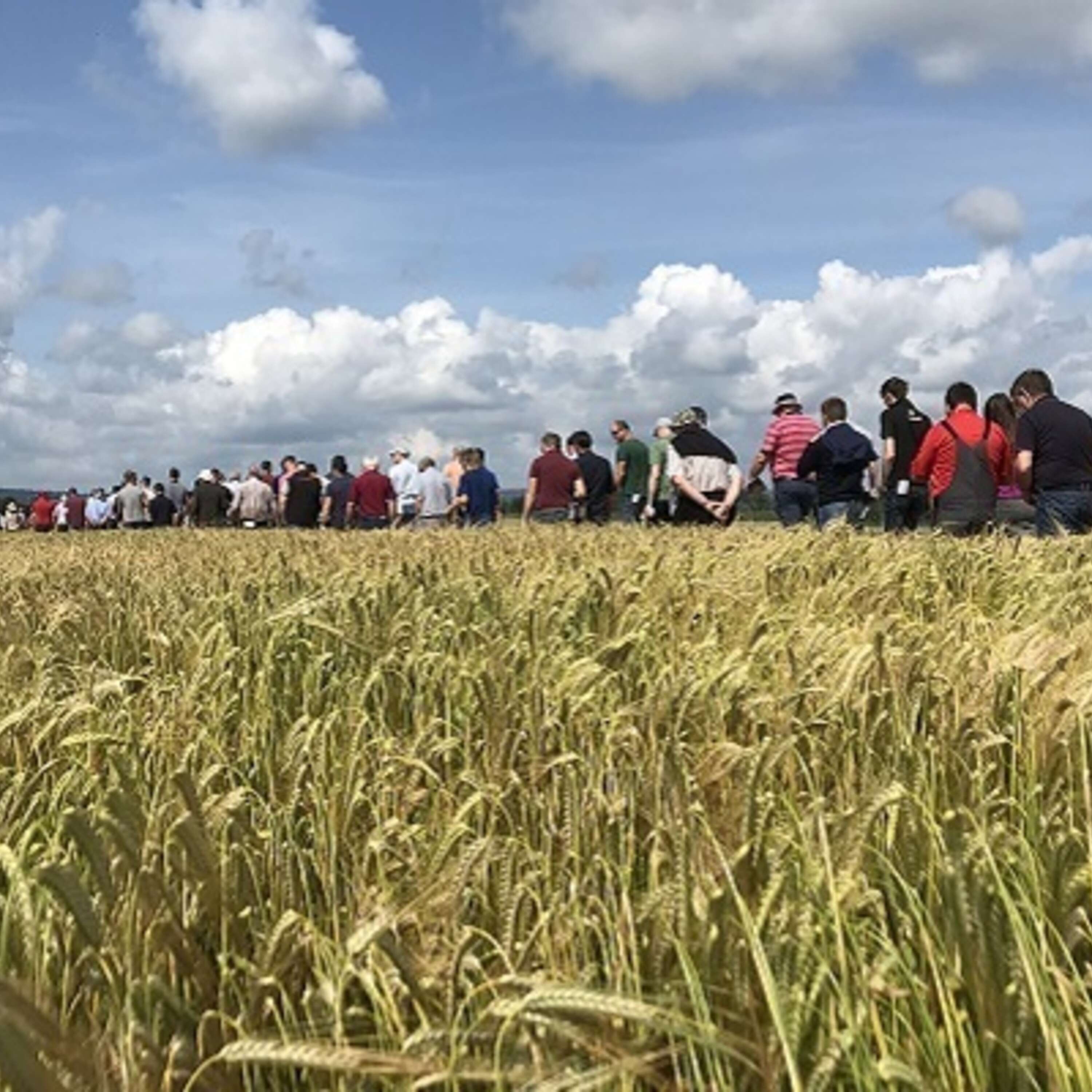 ⁣Highlights from the Teagasc Crops Open Day Part 4 – BYDV advice, ramularia control & beta glutens in barley