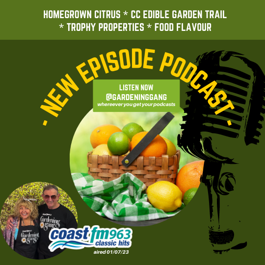 ⁣HOMEGROWN CITRUS * CC EDIBLE GARDEN TRAIL  * TROPHY PROPERTIES * FOOD FLAVOUR