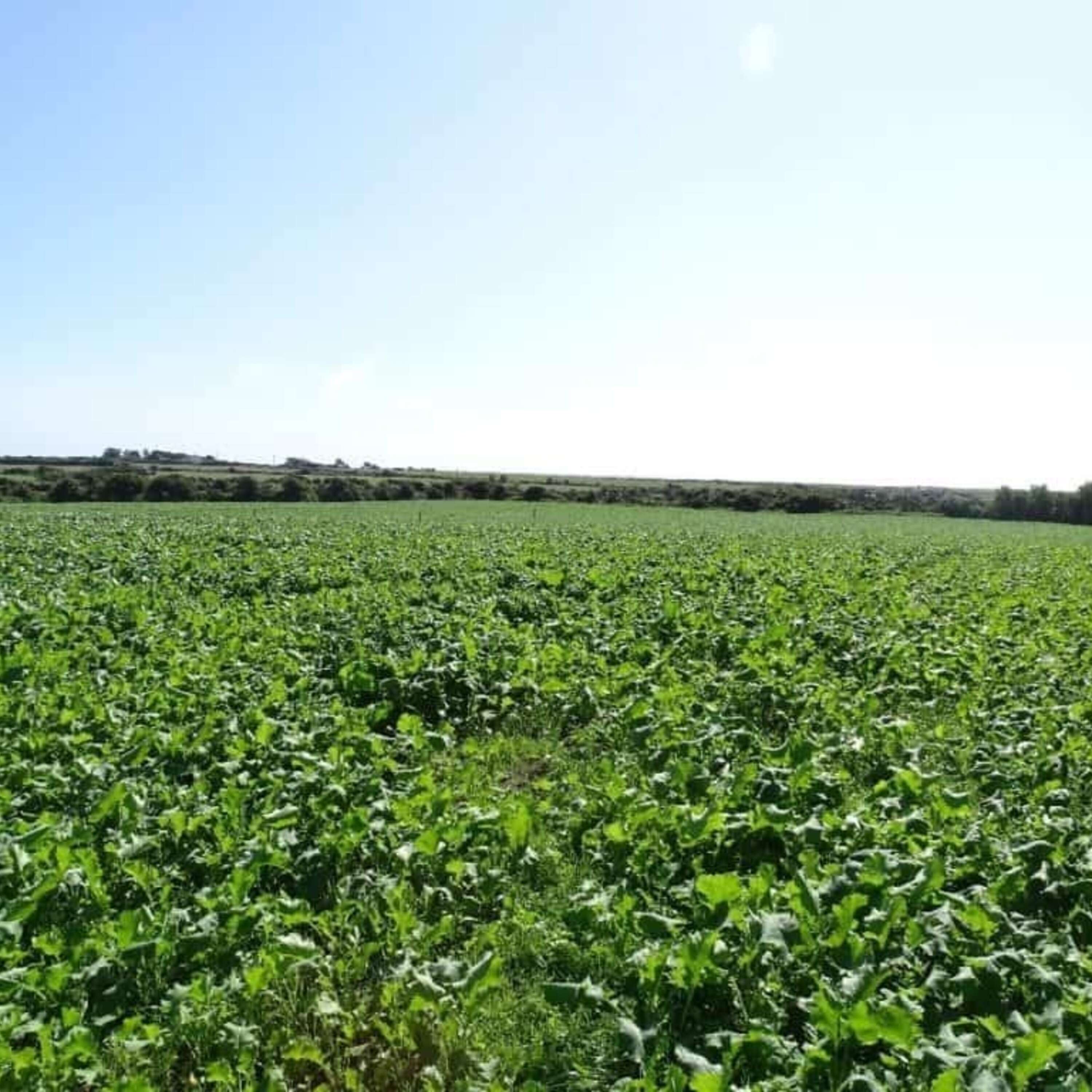 Highlights from the Teagasc Crops Open Day Part 3 – Establishment Systems, Cover Crops & the Environment