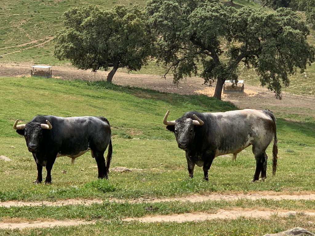 Francisco Expósito: "Me ha costado mucho ser matador de toros, lo he conseguido por tesón"