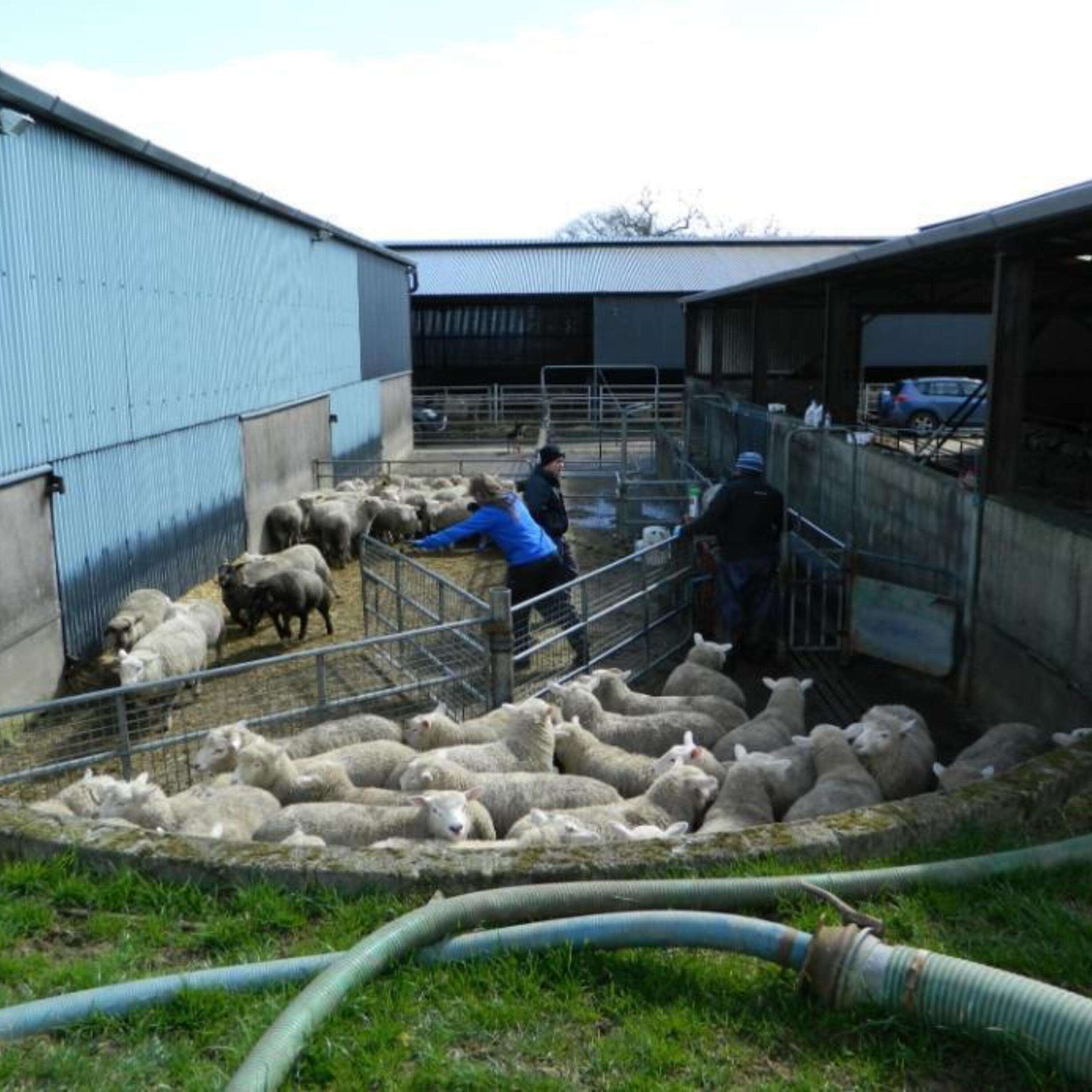 TAMS III Farm Safety Capital Investment Scheme: Sheep Handling Equipment