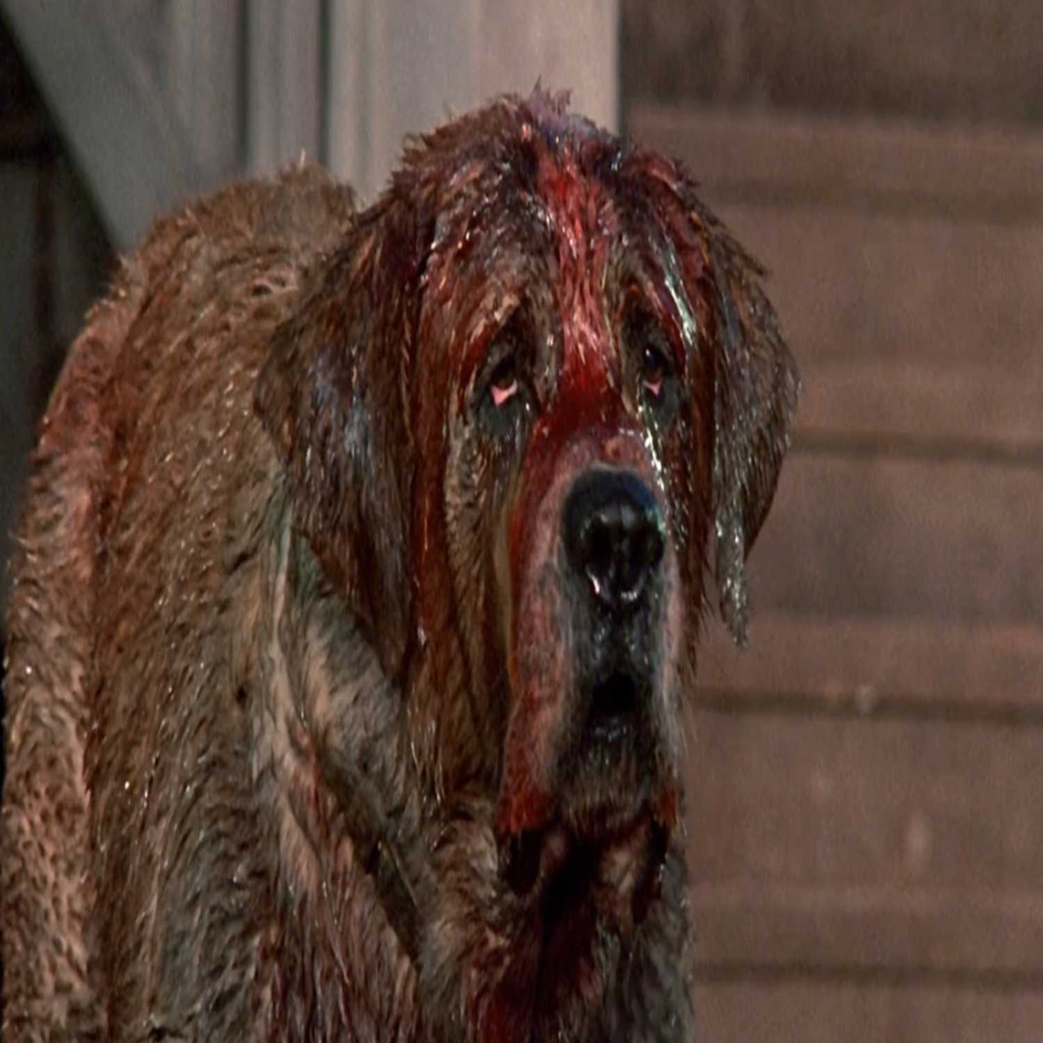 Cujo (1983)