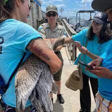 ⁣Jeanette Edwards, founder of "Friends of the Pelicans on Florida Folk Show 7-15-23